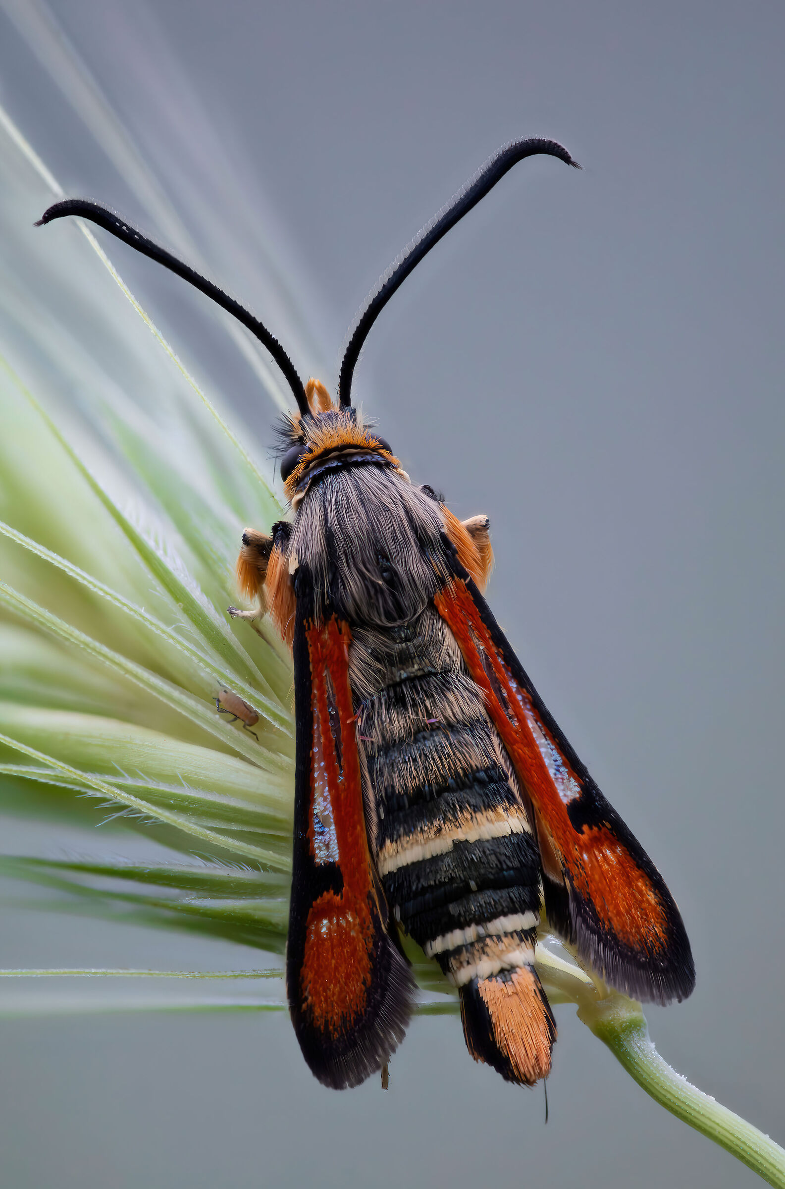 Pyropteron chrysidiforme
