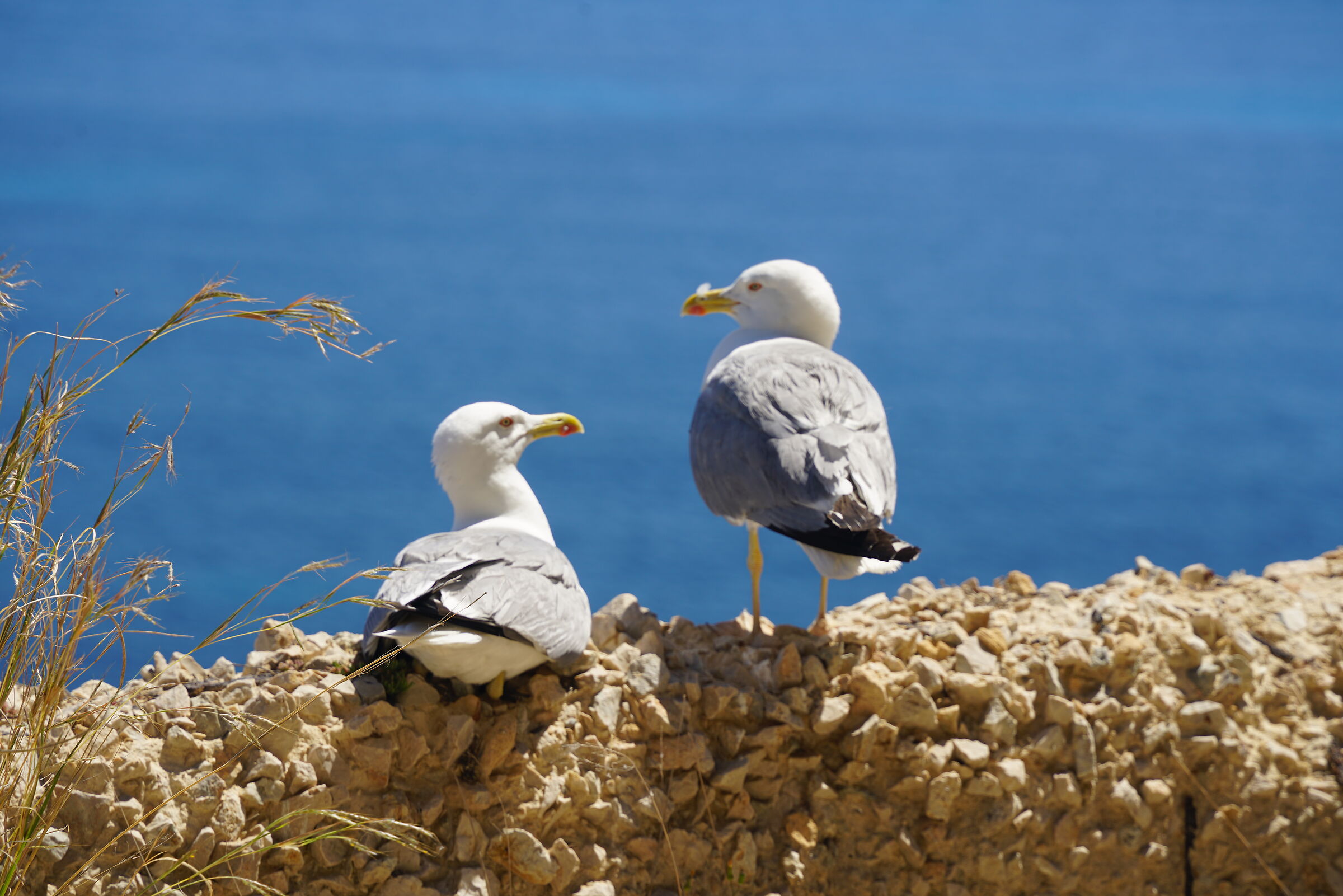 Conversazione tra due vecchi amici -Gespräch