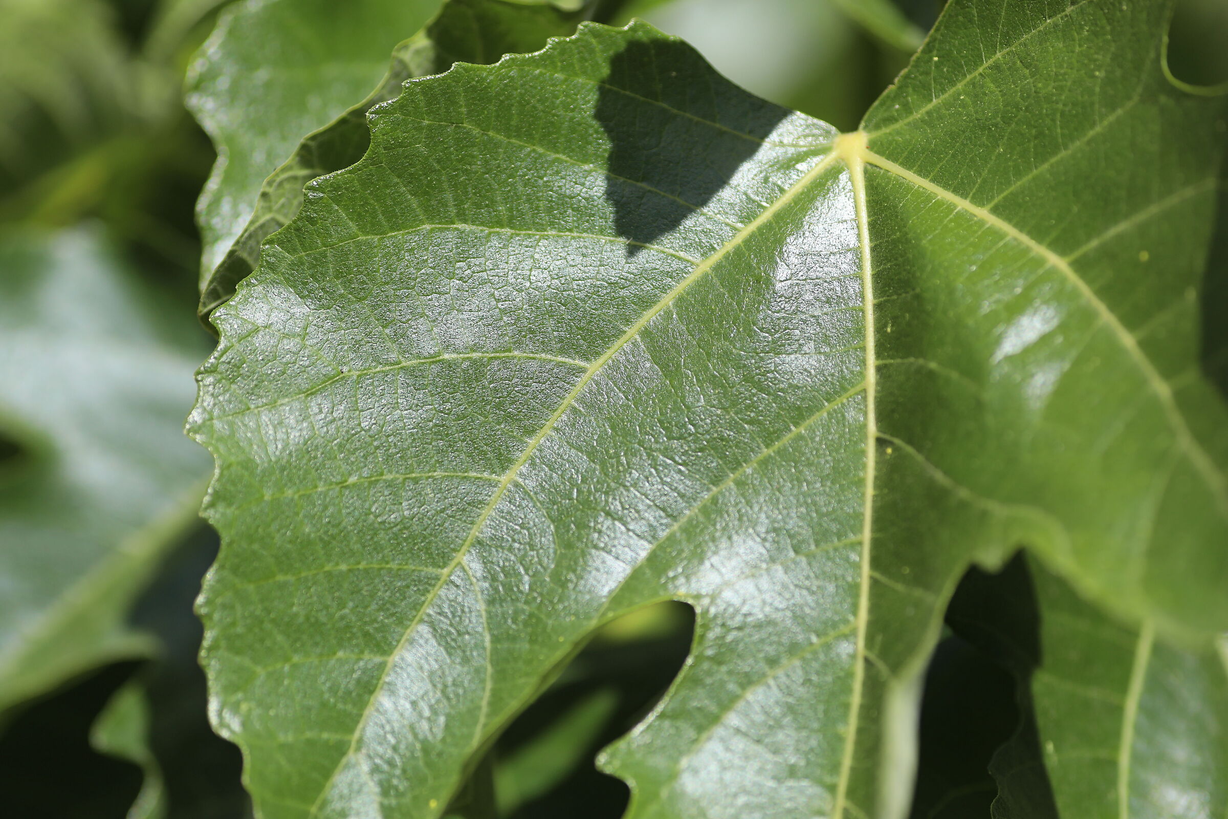 " Crop 189 " Canon 5 D IV, 135 F. 2 L USM + TC 1.4...