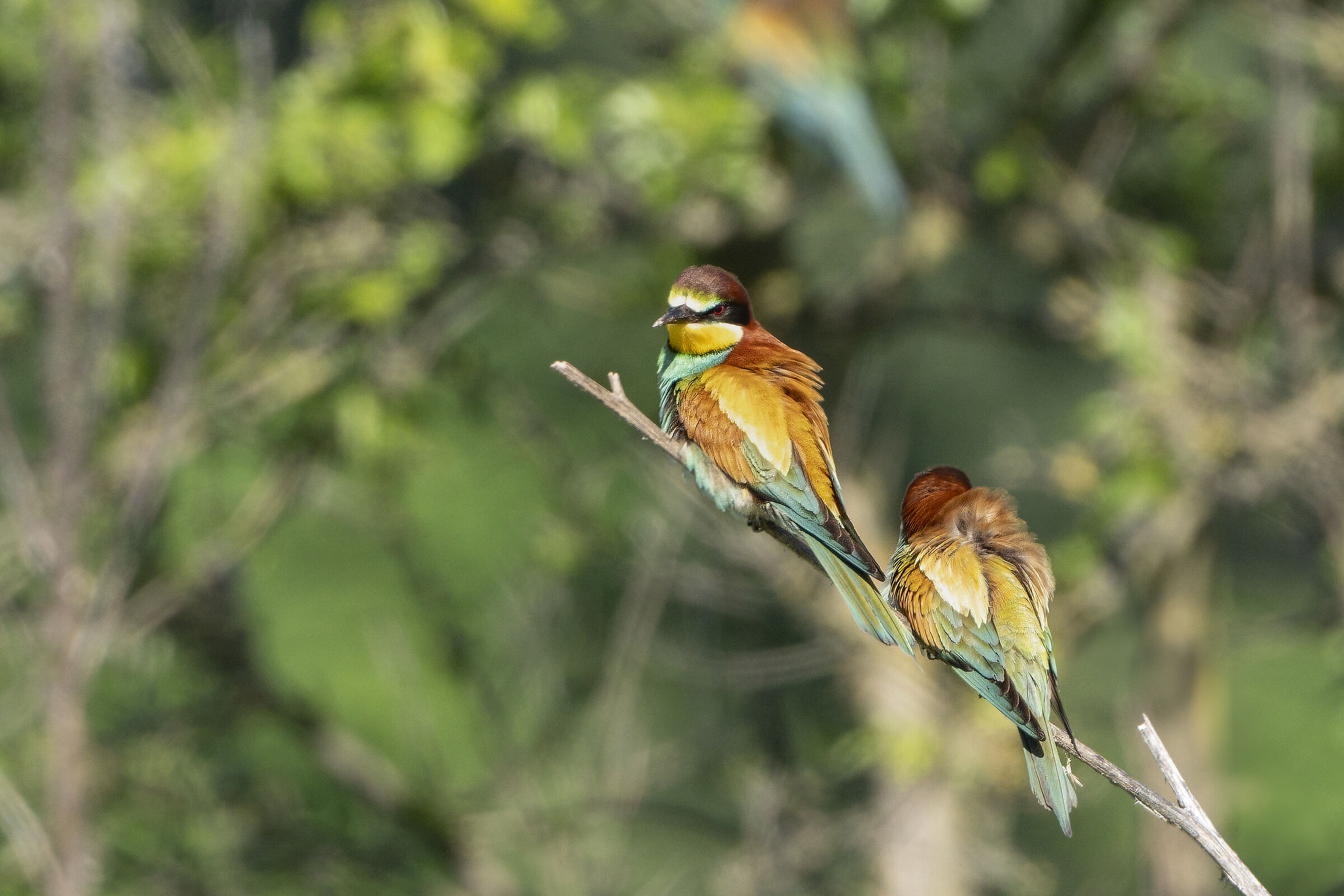 Bee-eaters Mon amour