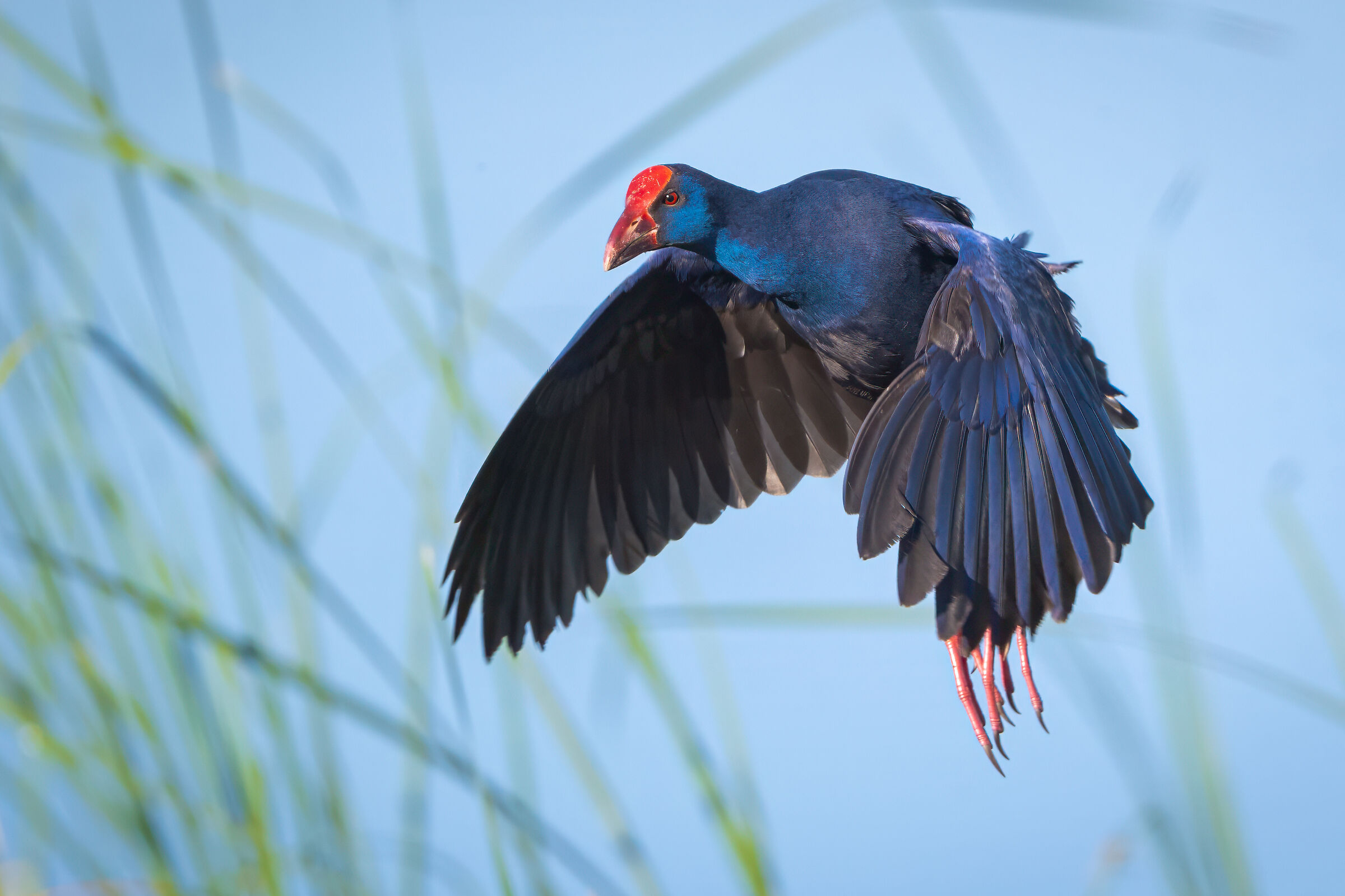 Swamphen in flight