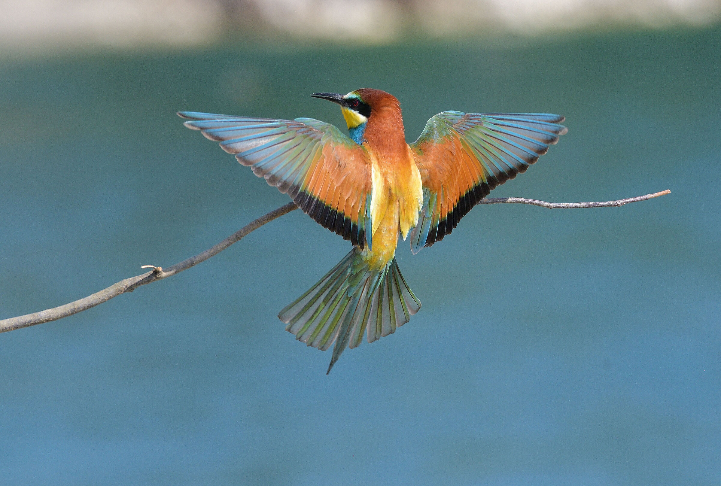 The feathered rainbow..