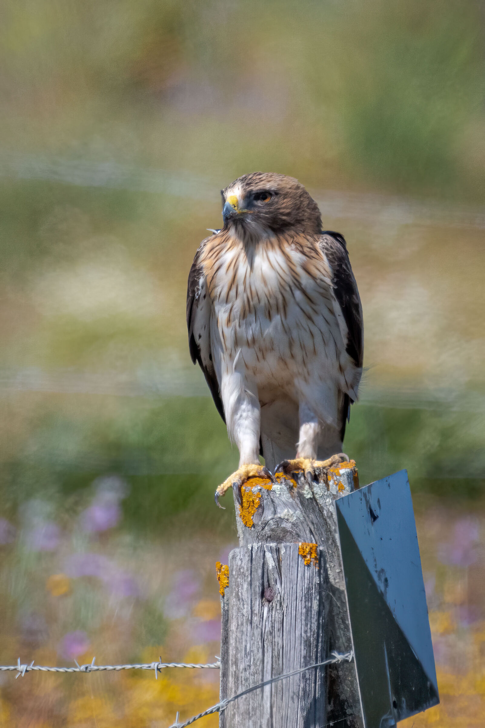 Lesser Eagle Laid (Light Phase)
