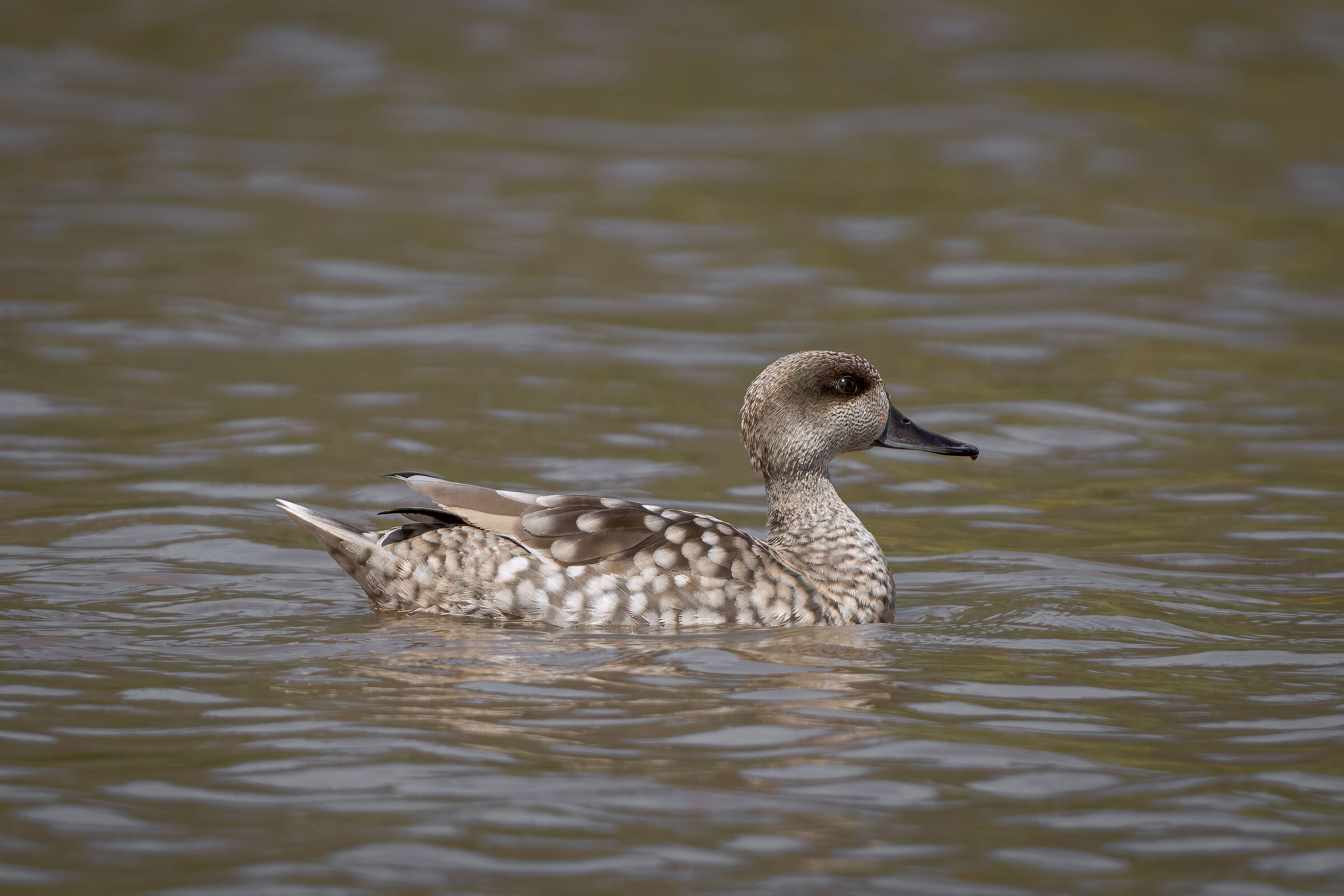 Marbled duck
