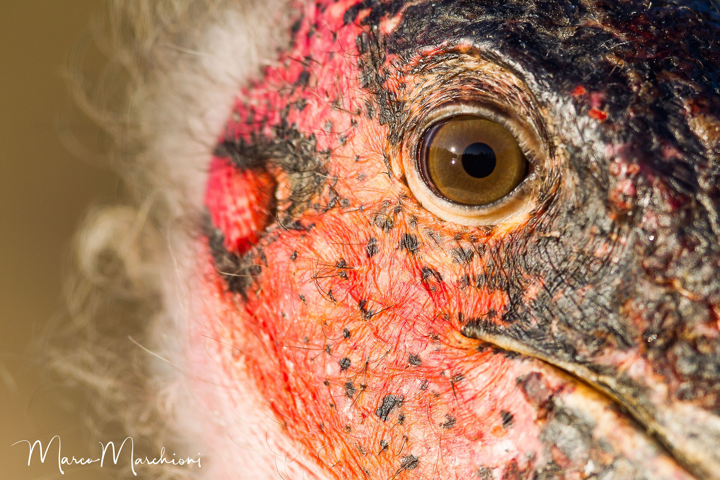 Marabù africano (Leptoptilos crumenifer)