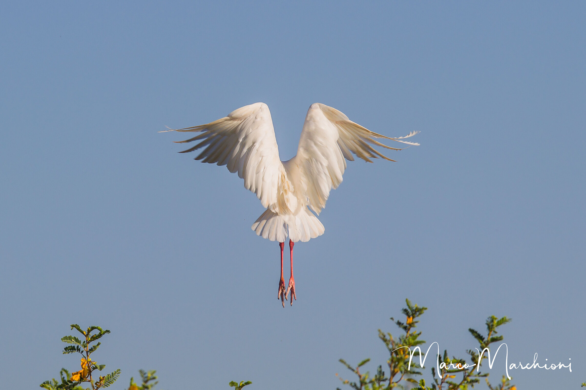 Spatola africana (Platalea alba)