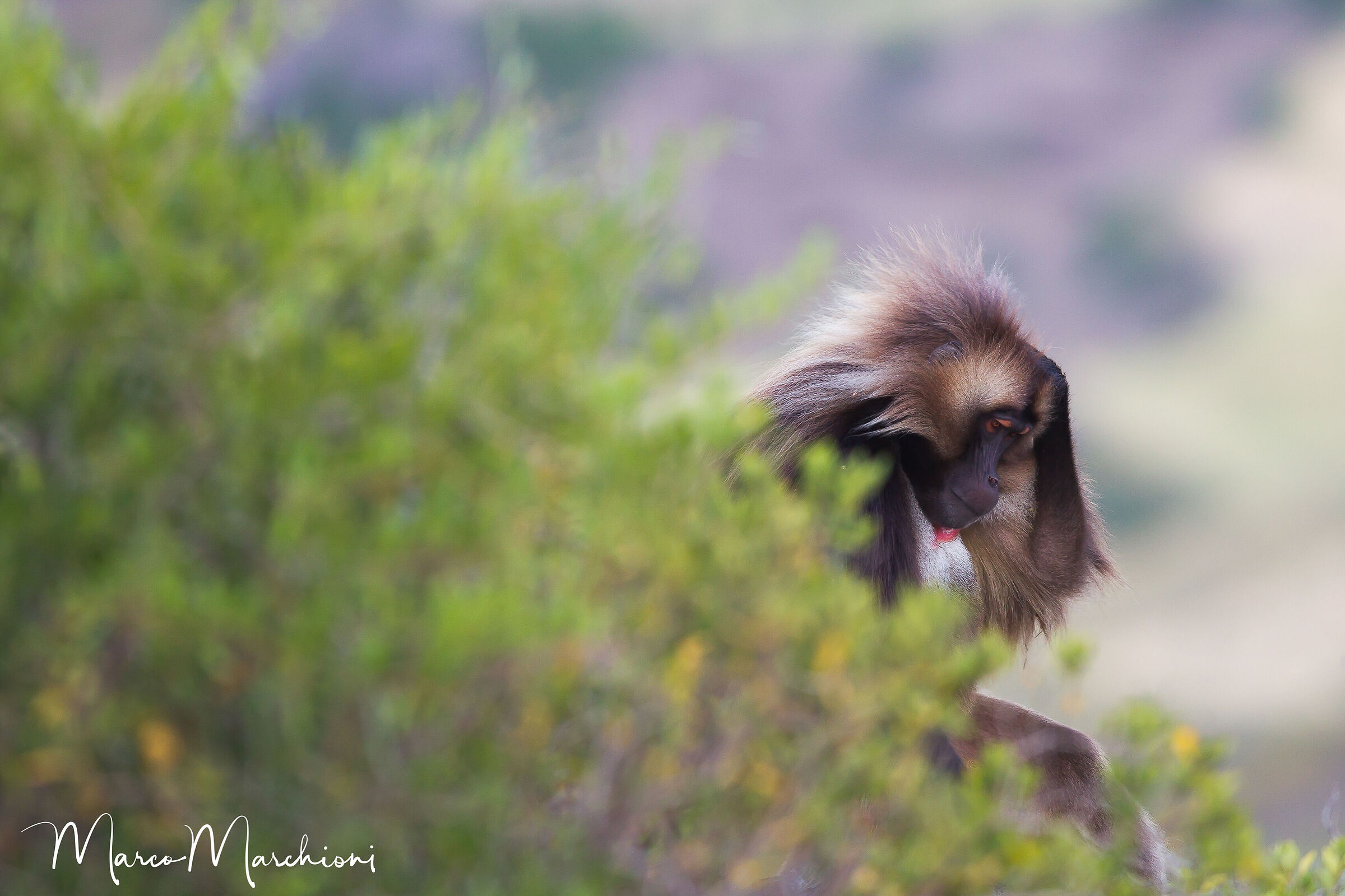 Gelada (Theropithecus gelada)