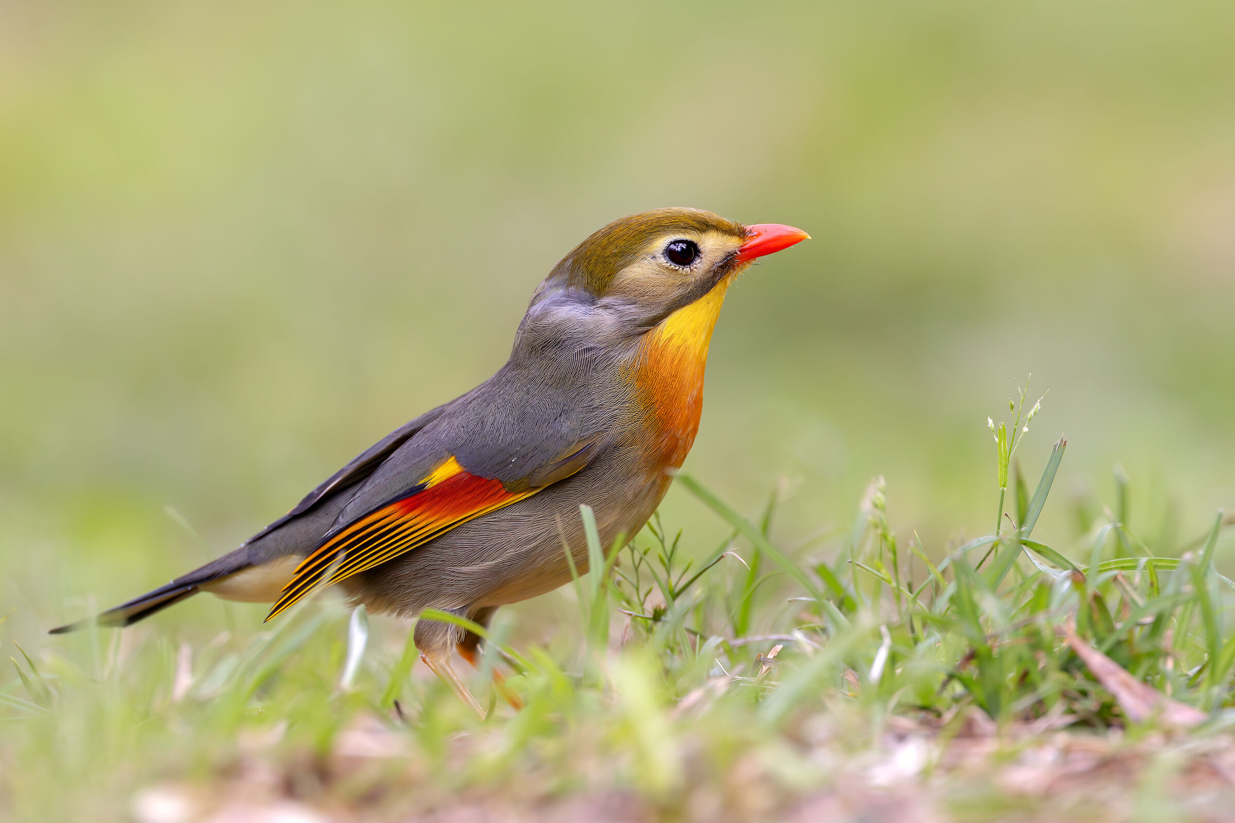 usignolo del giappone