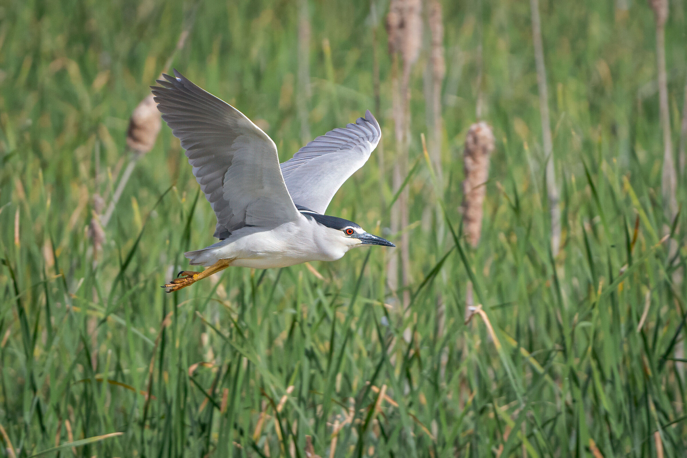 Nitticora in volo