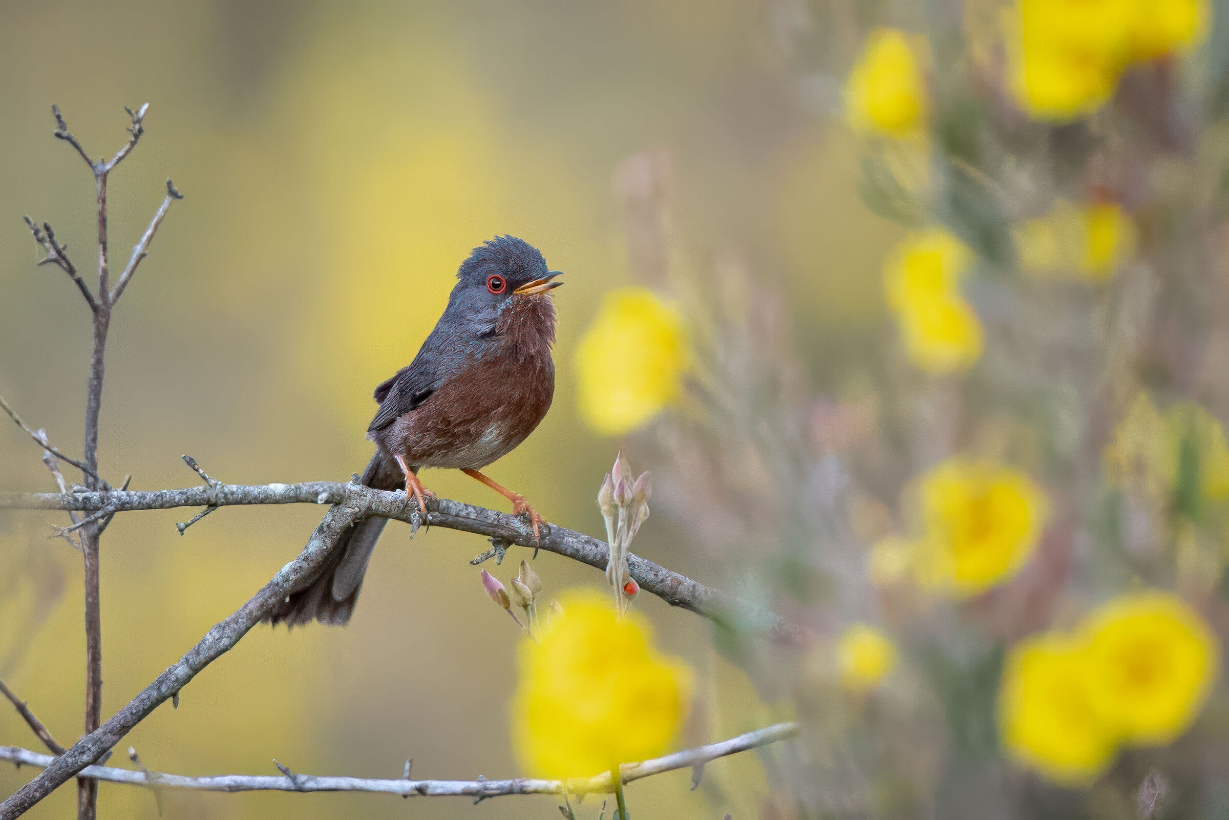 Dartford warbler