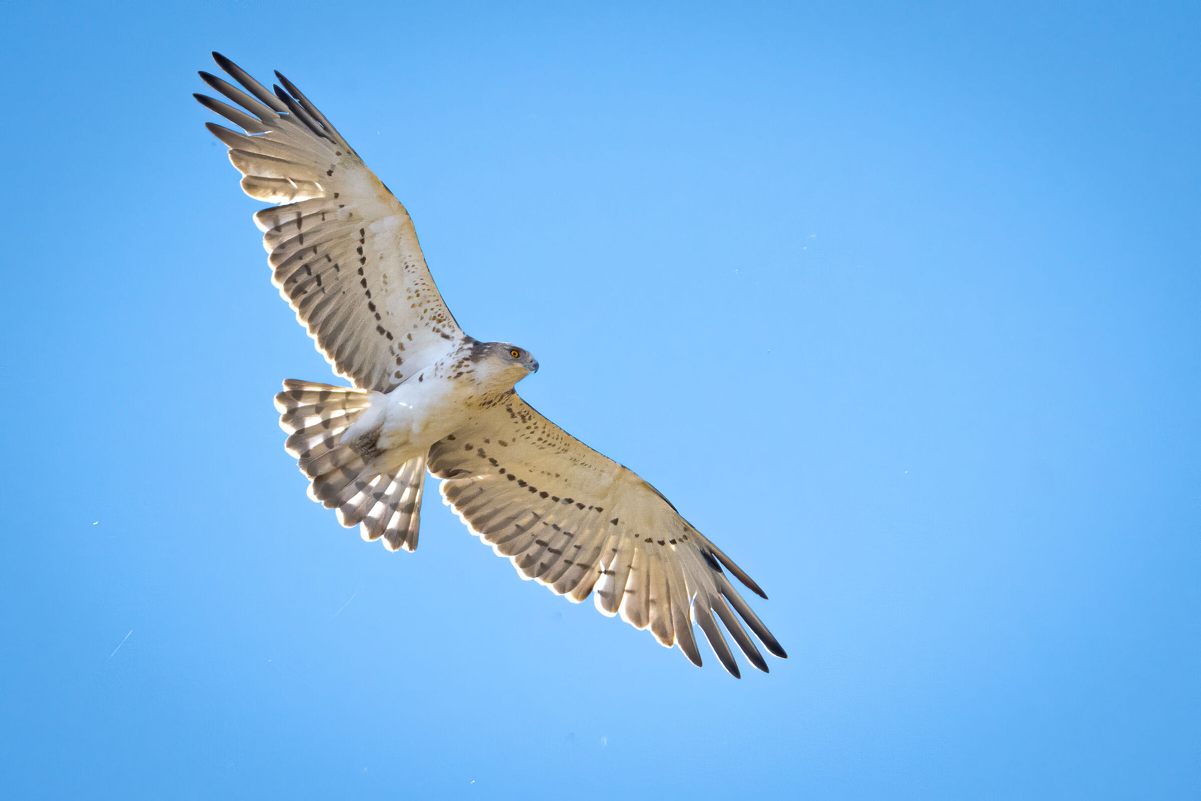 Biancone (juv.) in volo