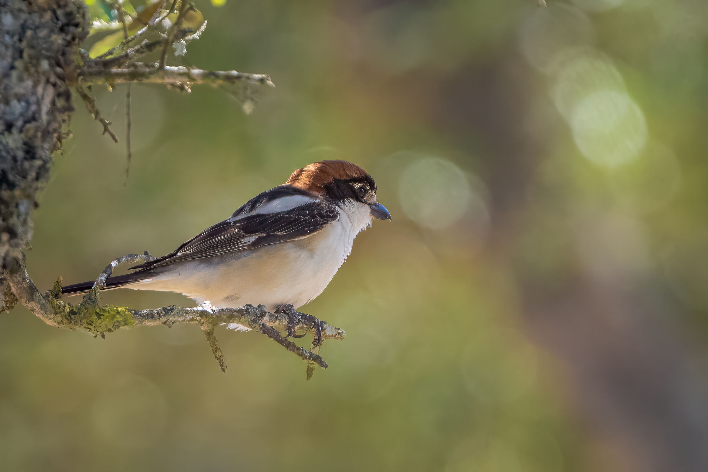 Woodchat shrike