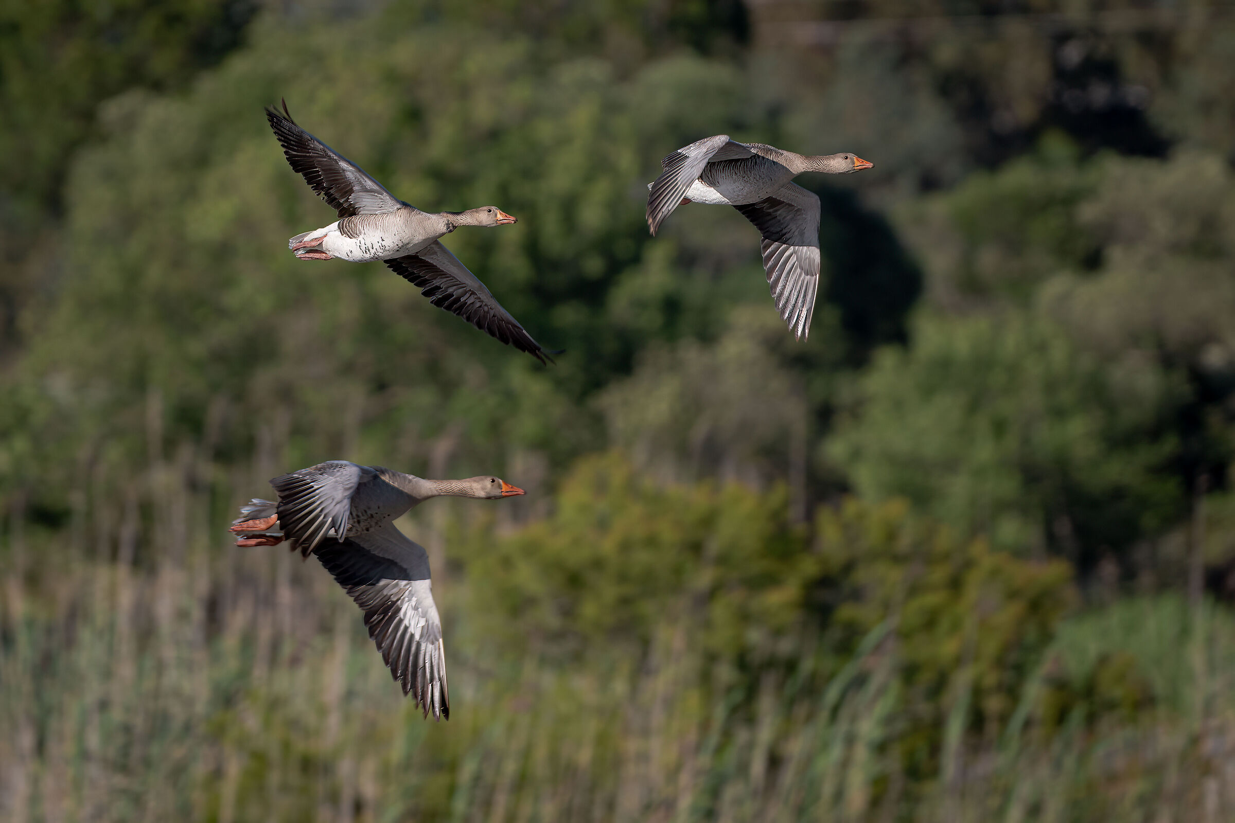 Wild geese in flight