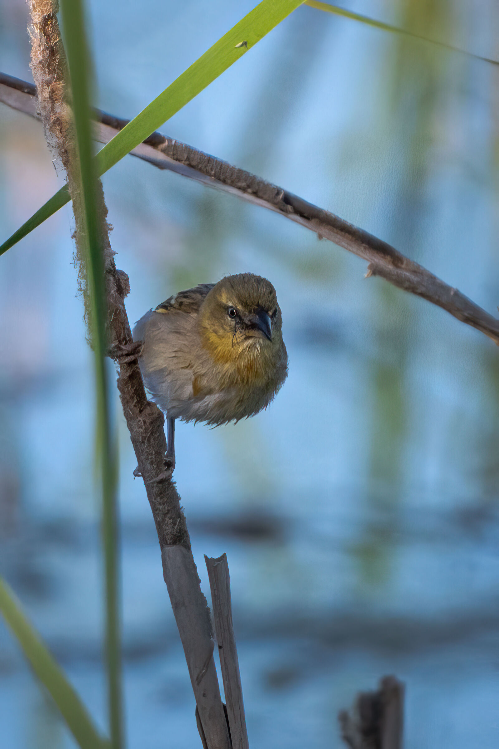Northern Brown-Throat Weaver
