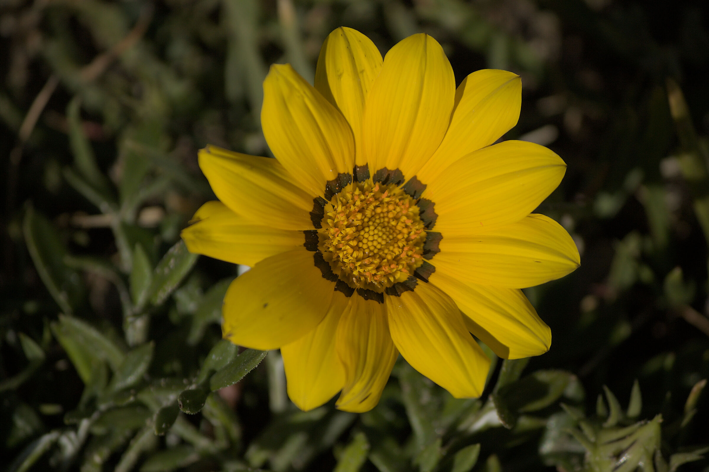 Crawling gazania flower (Gazania rigens)