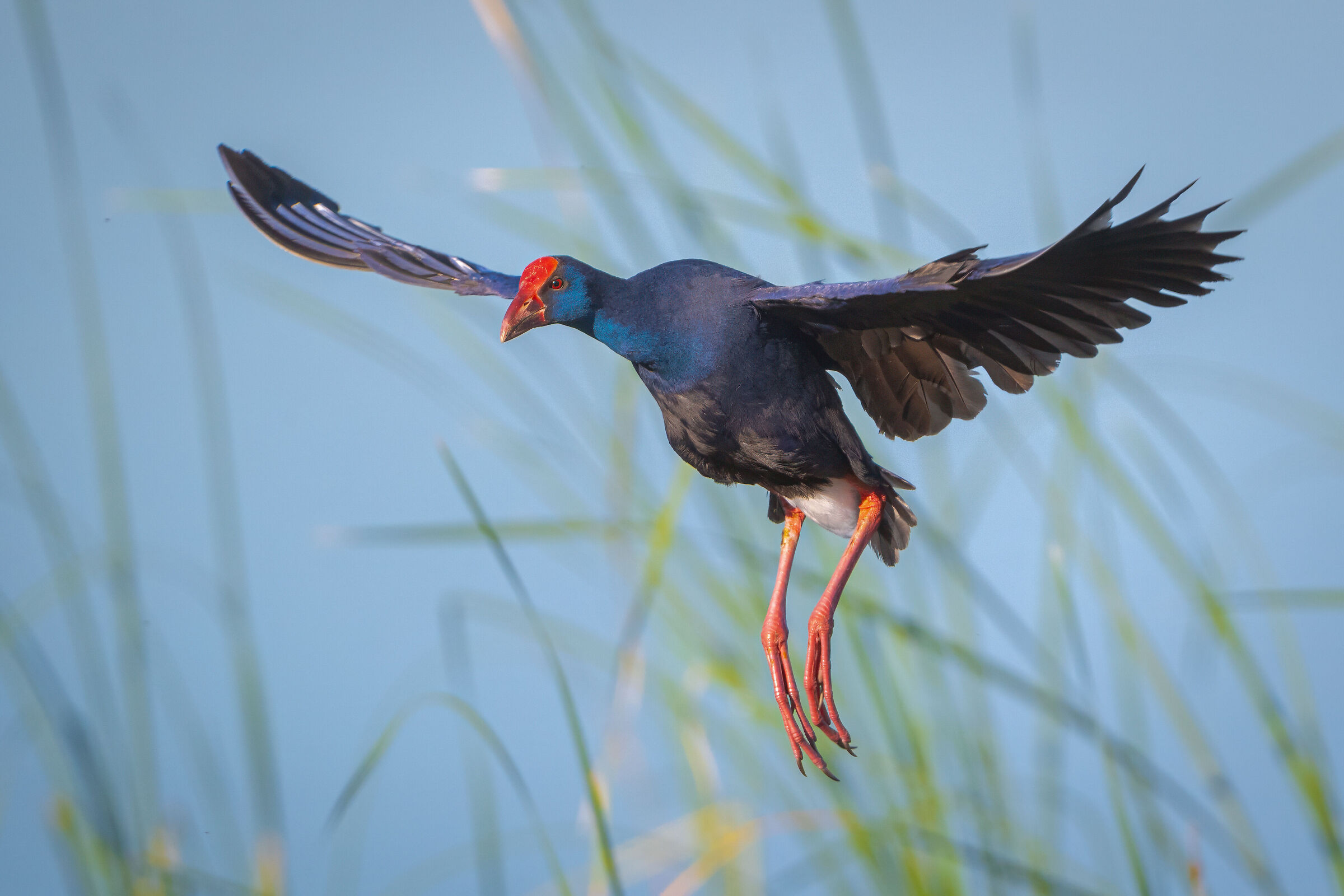 Pollo sultano in volo II
