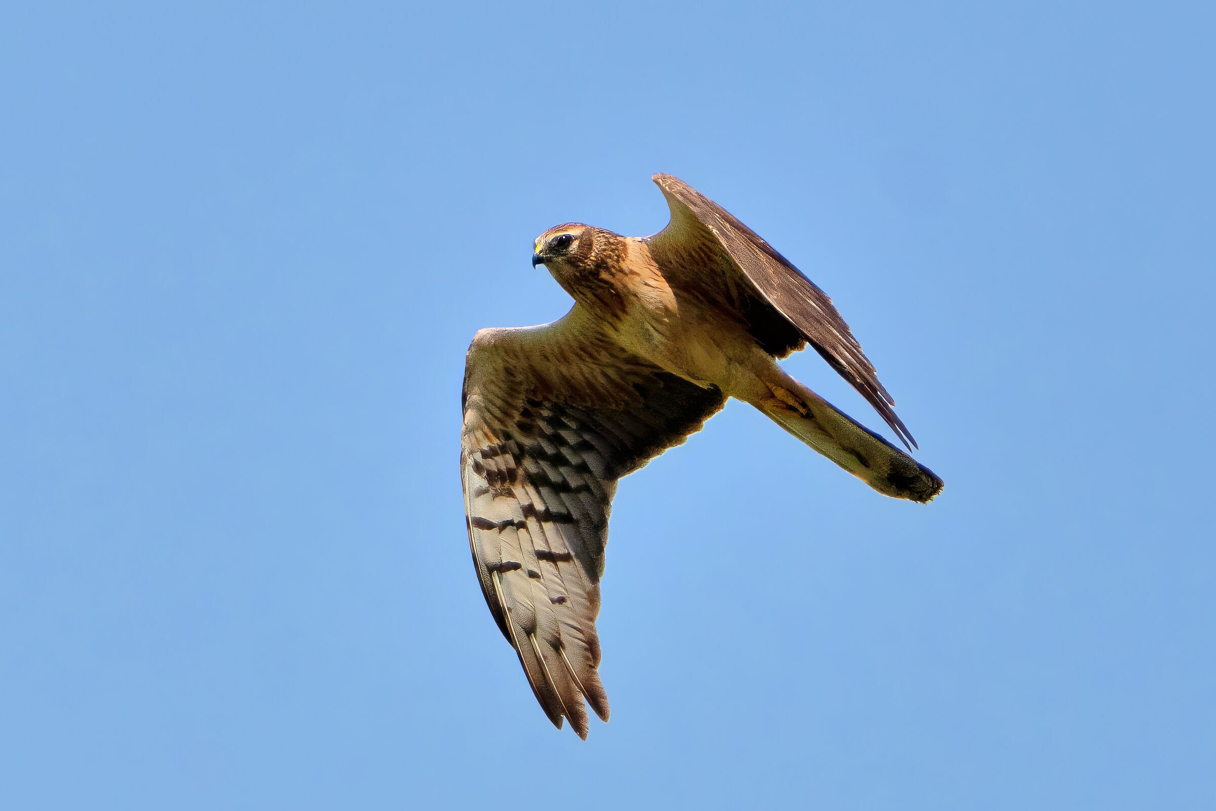 Hen harrier (Circus pygargus) - female