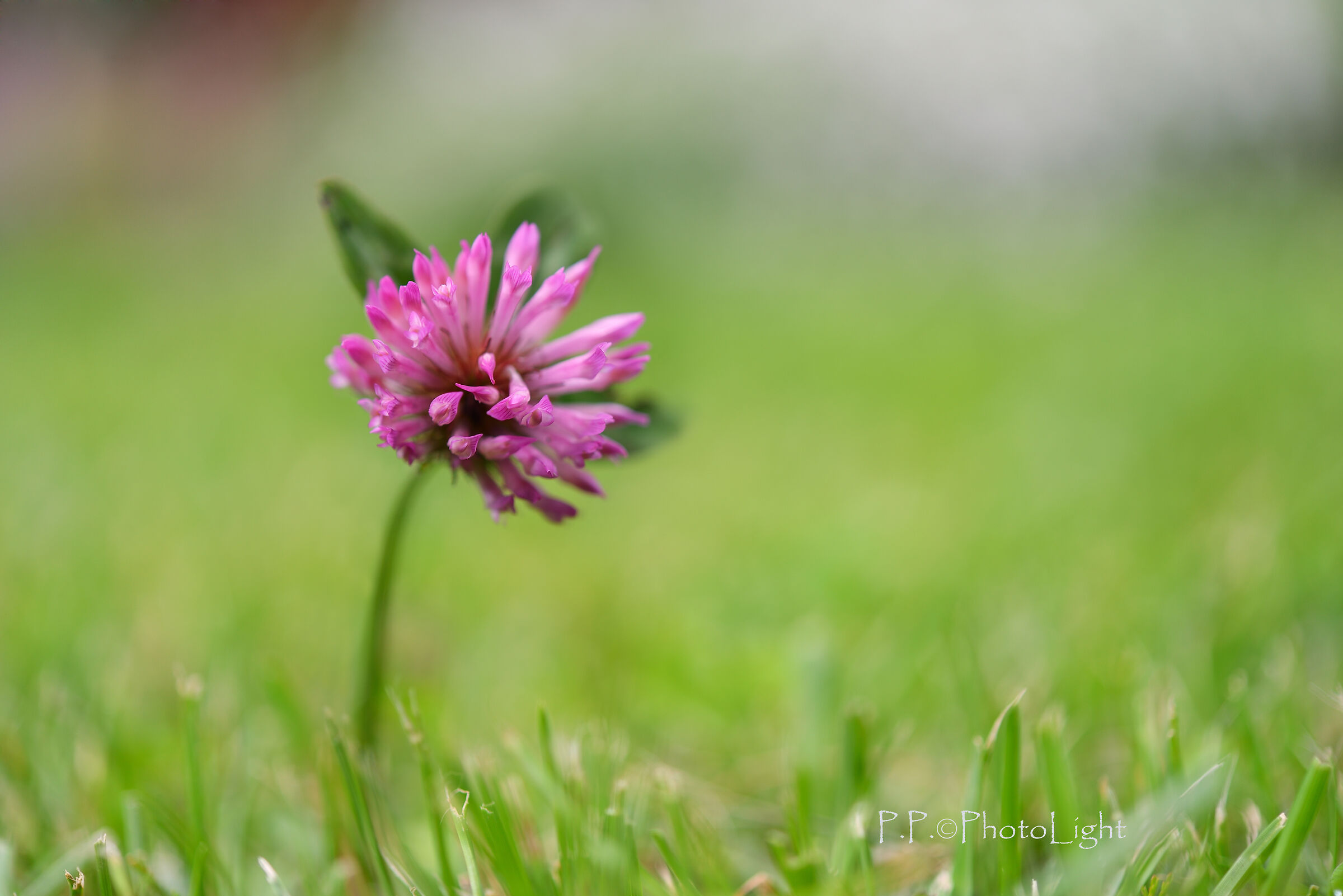On the edge of the grass