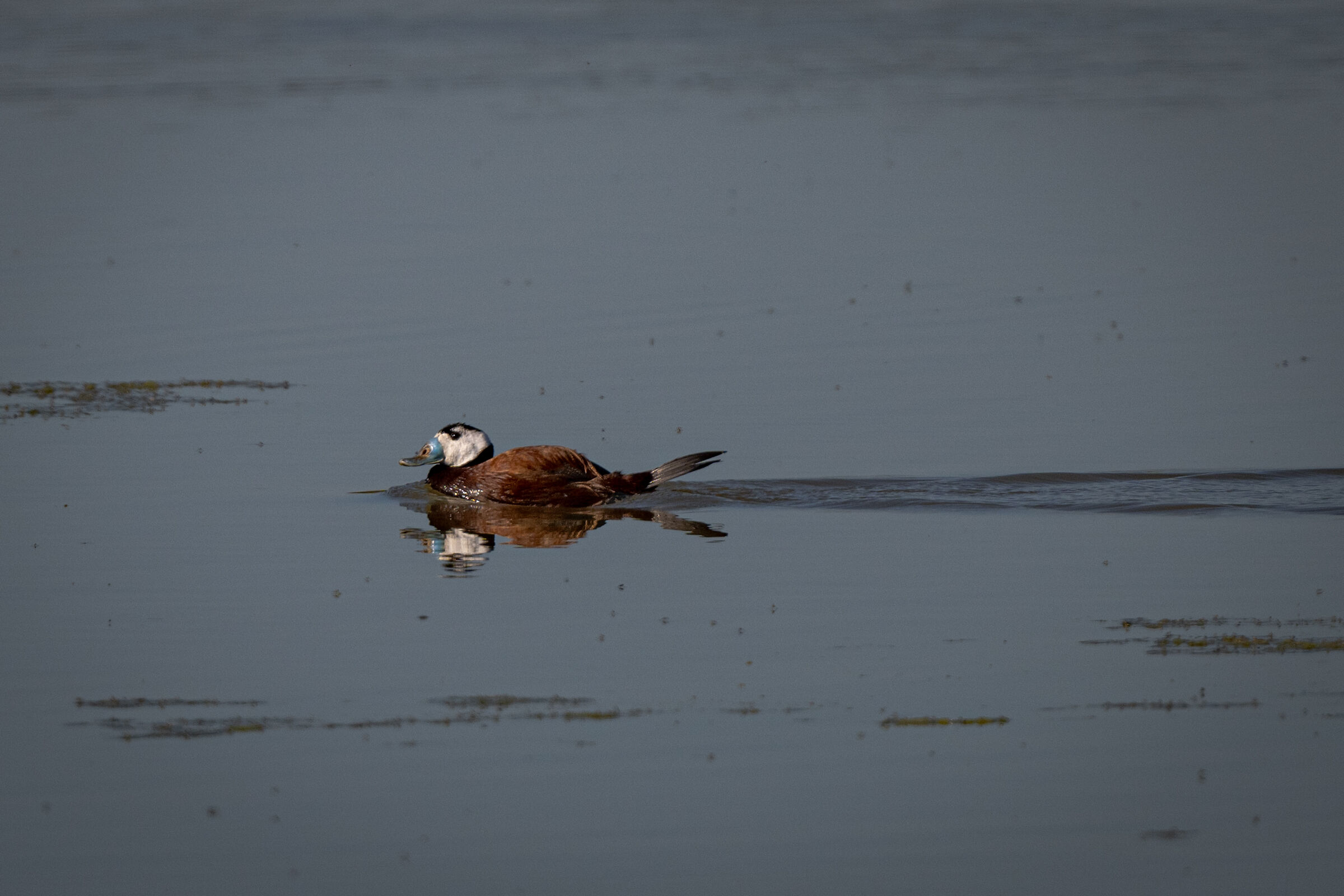 Male Rusty Hunchback