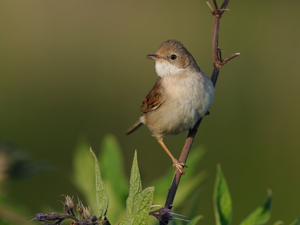 Female Common Whitethroat