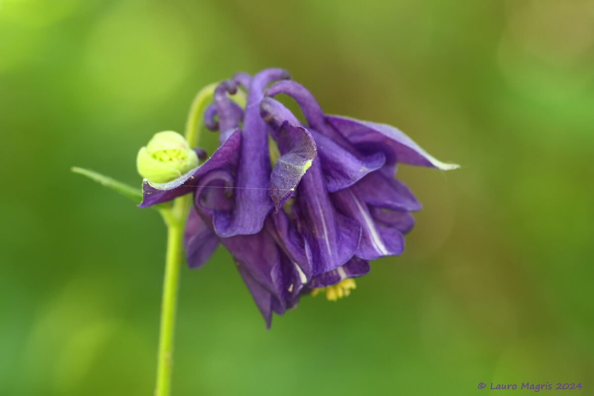 Aquilegia vulgaris