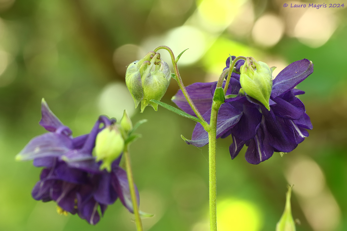 Aquilegia comune