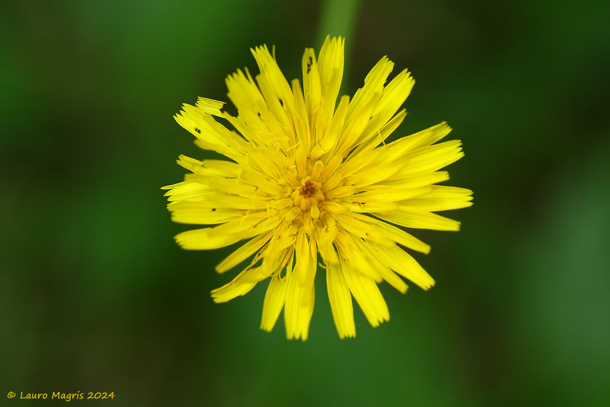 Taràssaco comune (Taraxacum officinale)