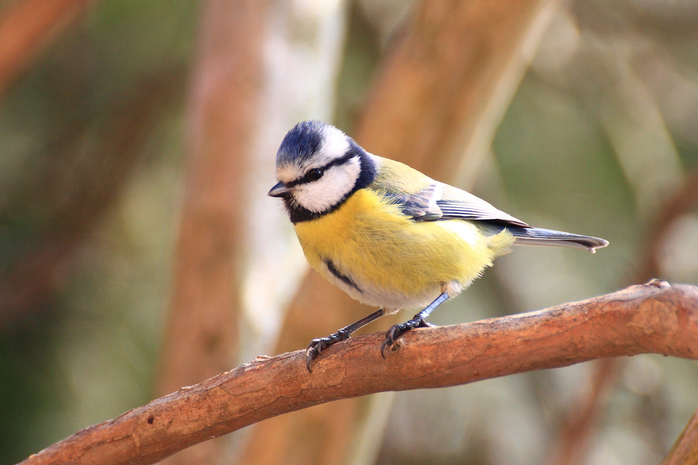 Cinciarella bird-gardening