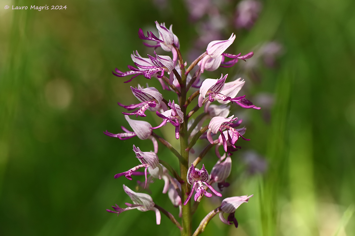 Orchide militare (Orchis militaris)
