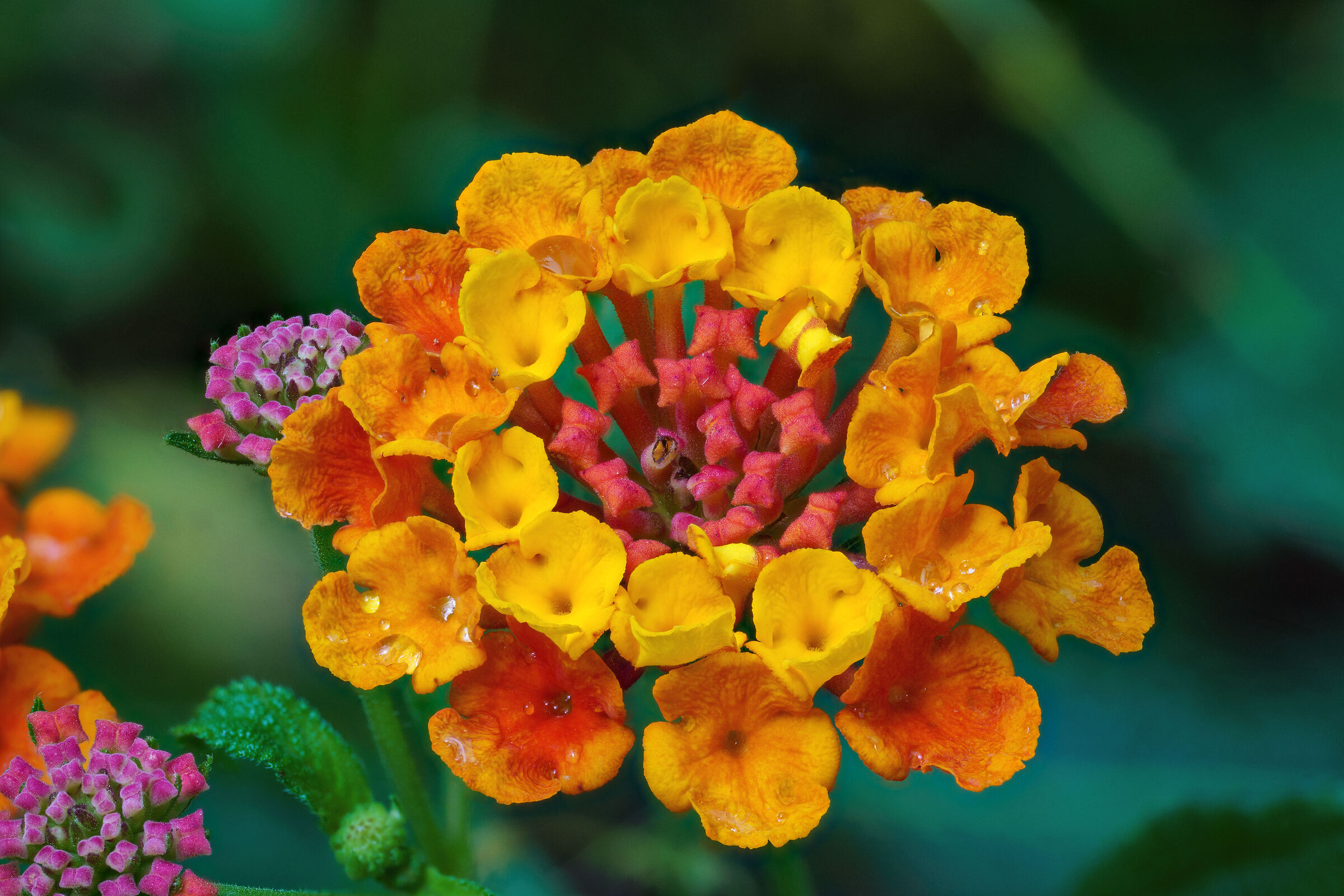 Lantana