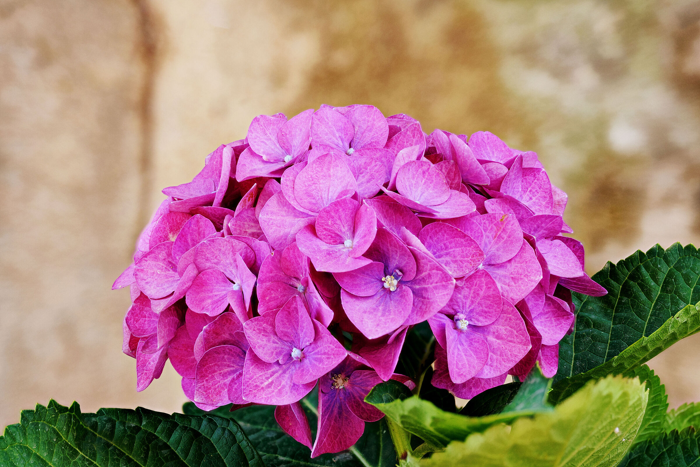 Hydrangea