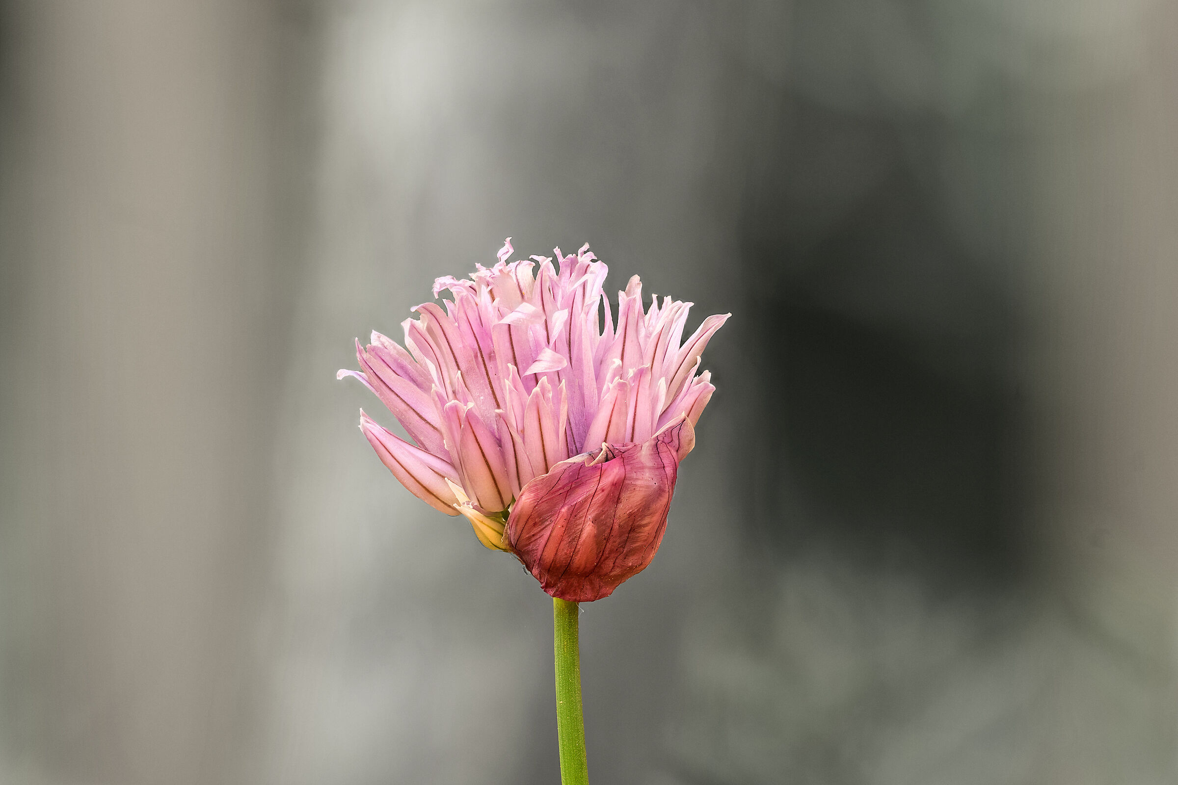Chives
