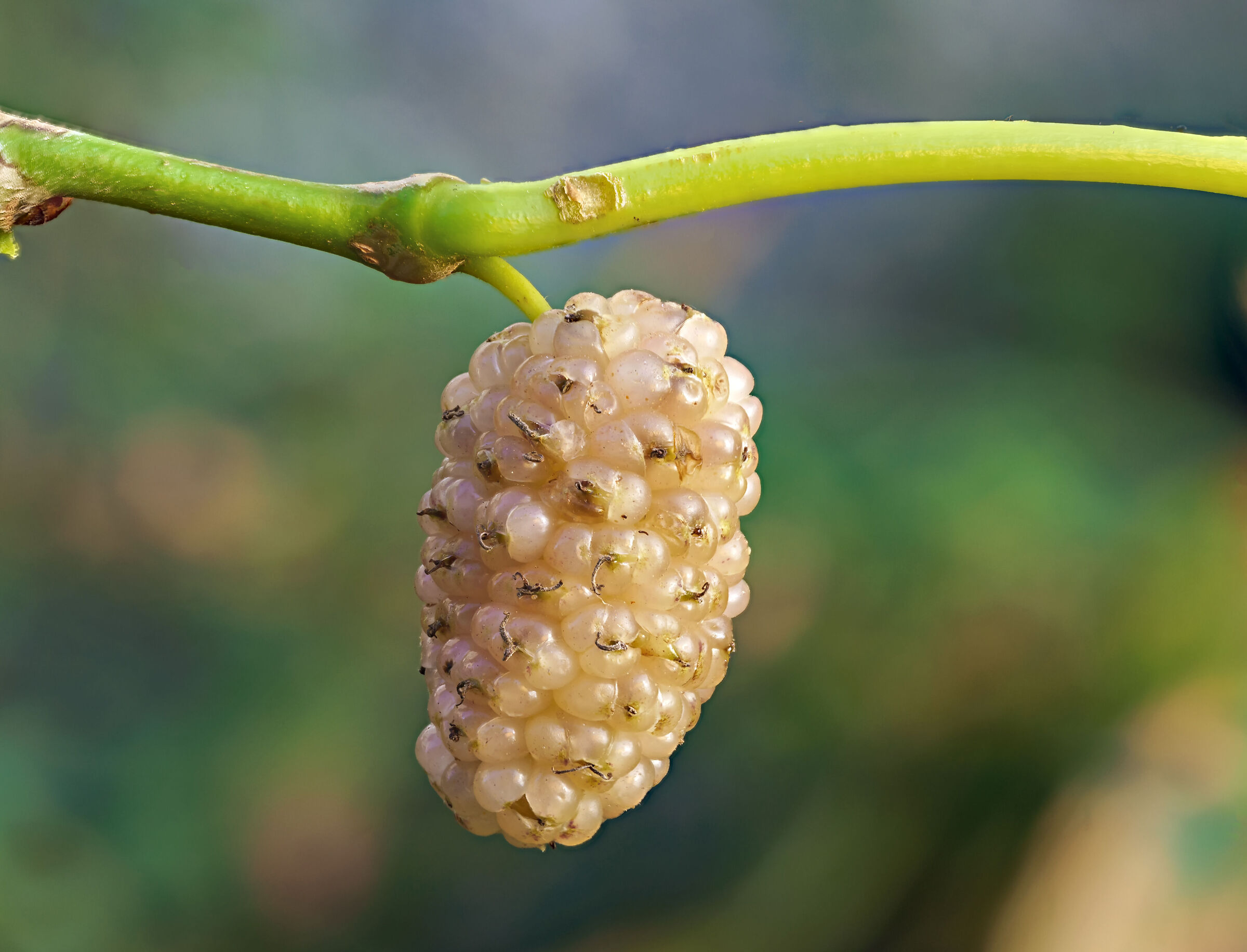 White Mulberry
