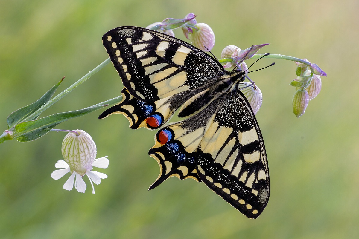 macaone in controluce