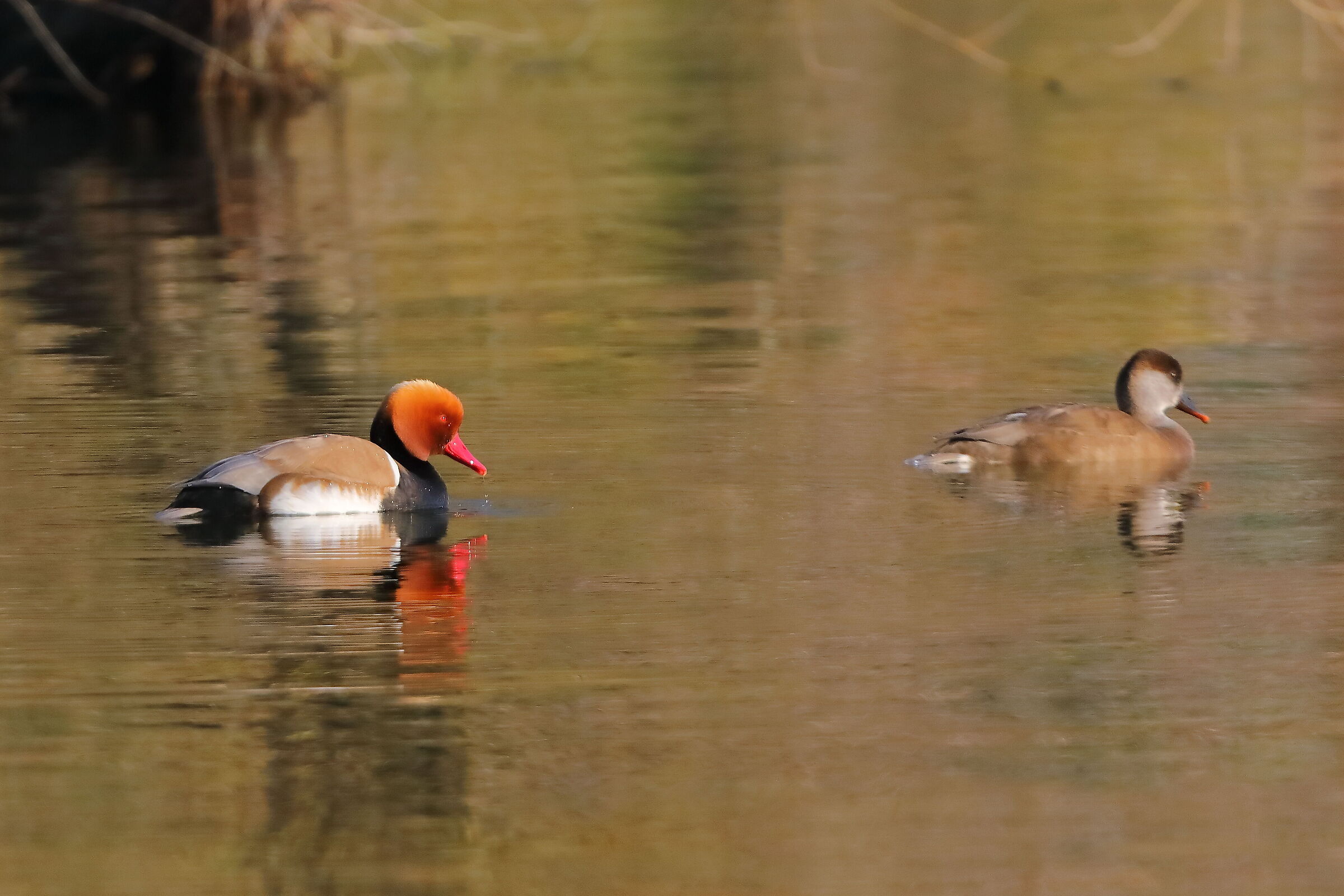 Turkish Fistions 18 March 2024 - 0101