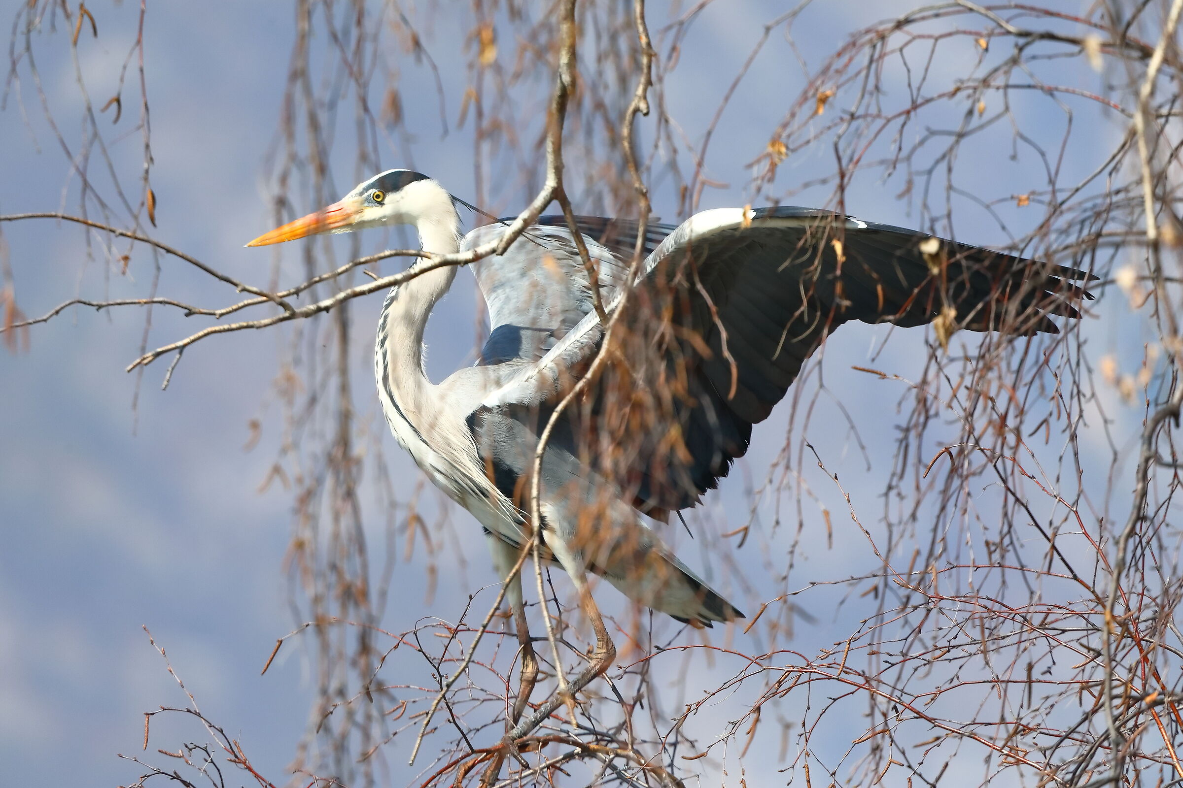 Cenerino 19 March 2024 - 0179