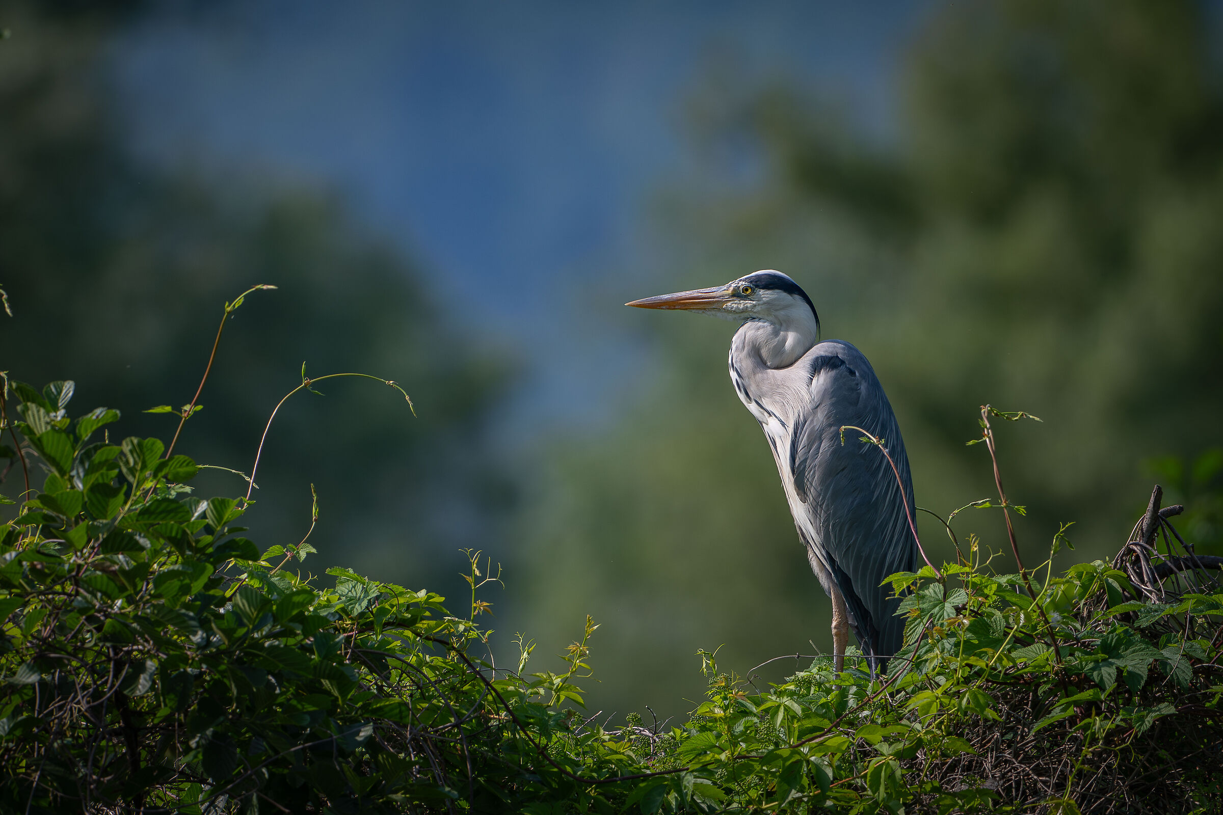 Grey heron