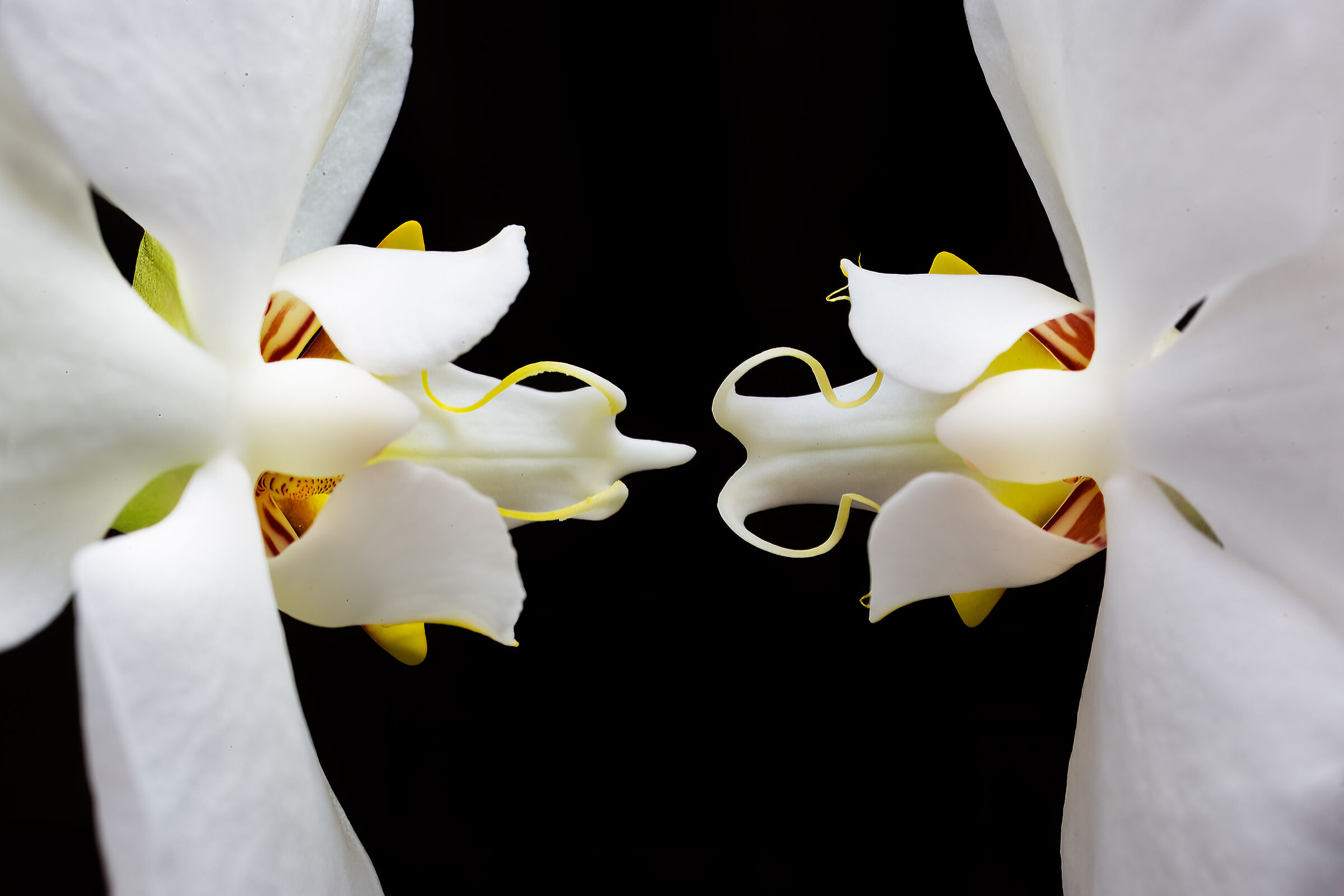 Male and female he created them