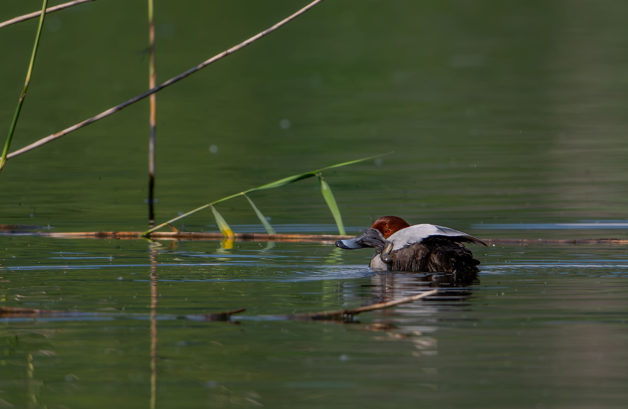 Common pochard