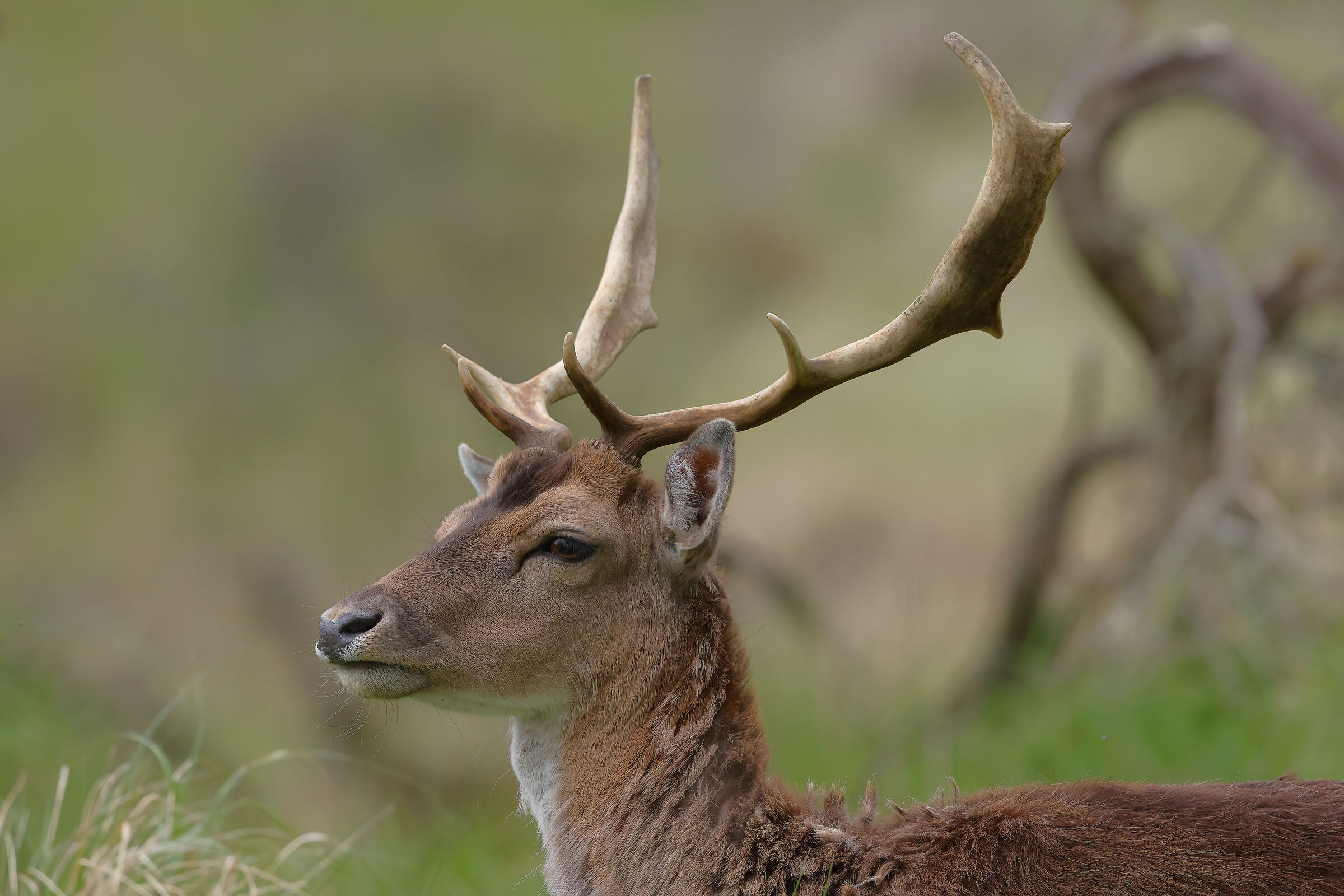 Fallow deer