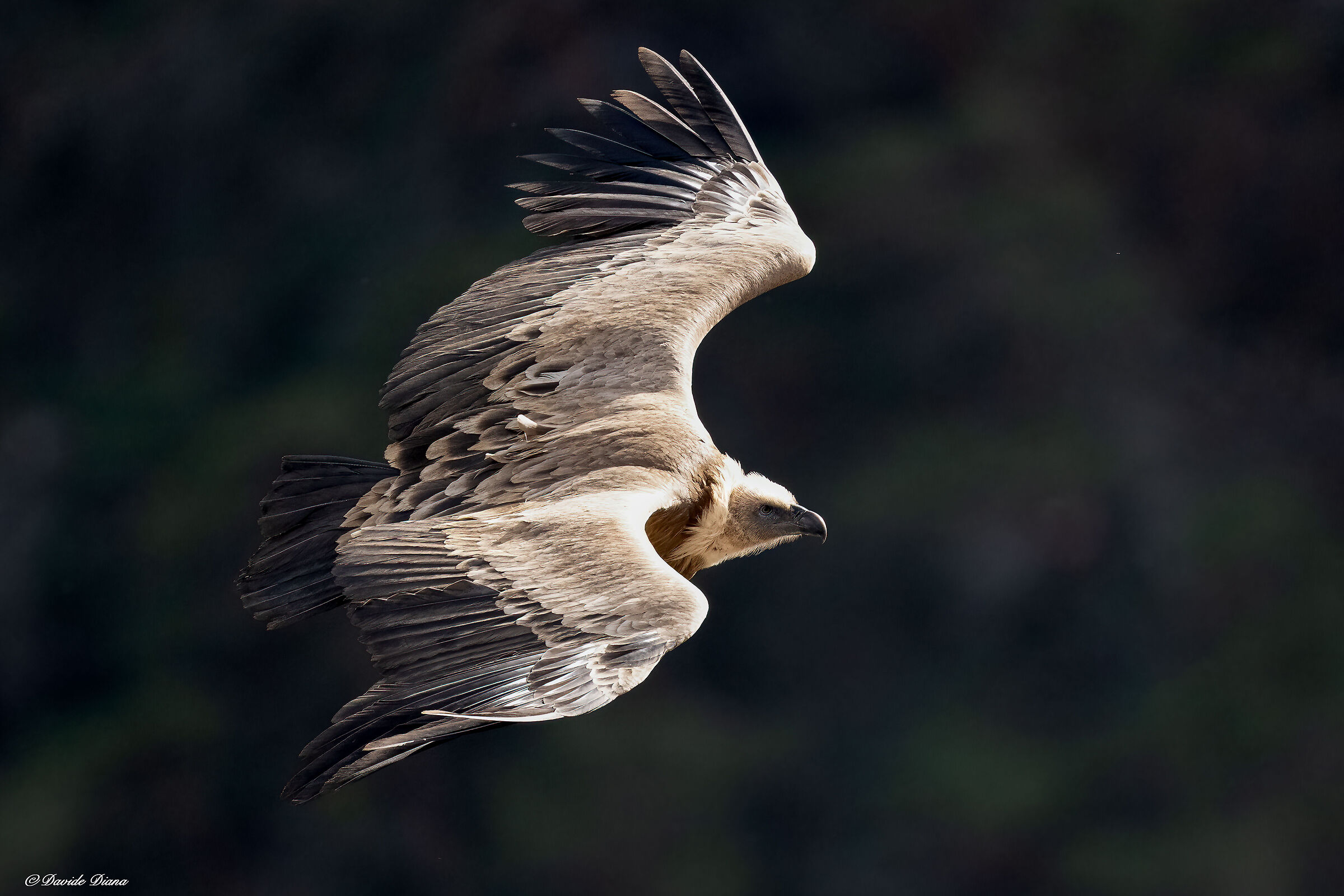 Griffon vulture - Gorges du Verdon