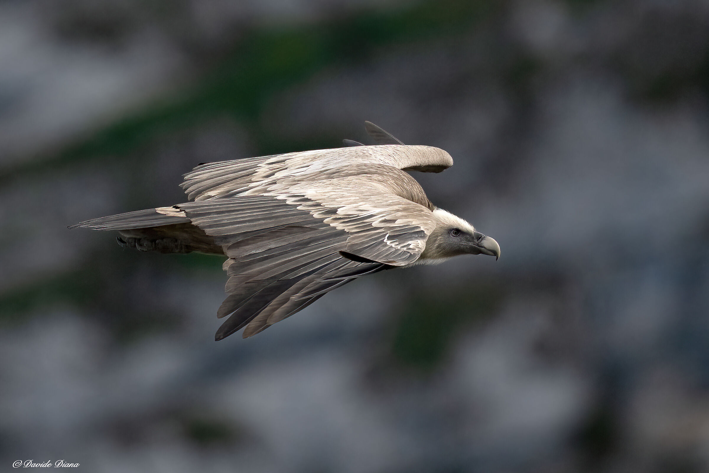 Griffon vulture - Gorges du Verdon