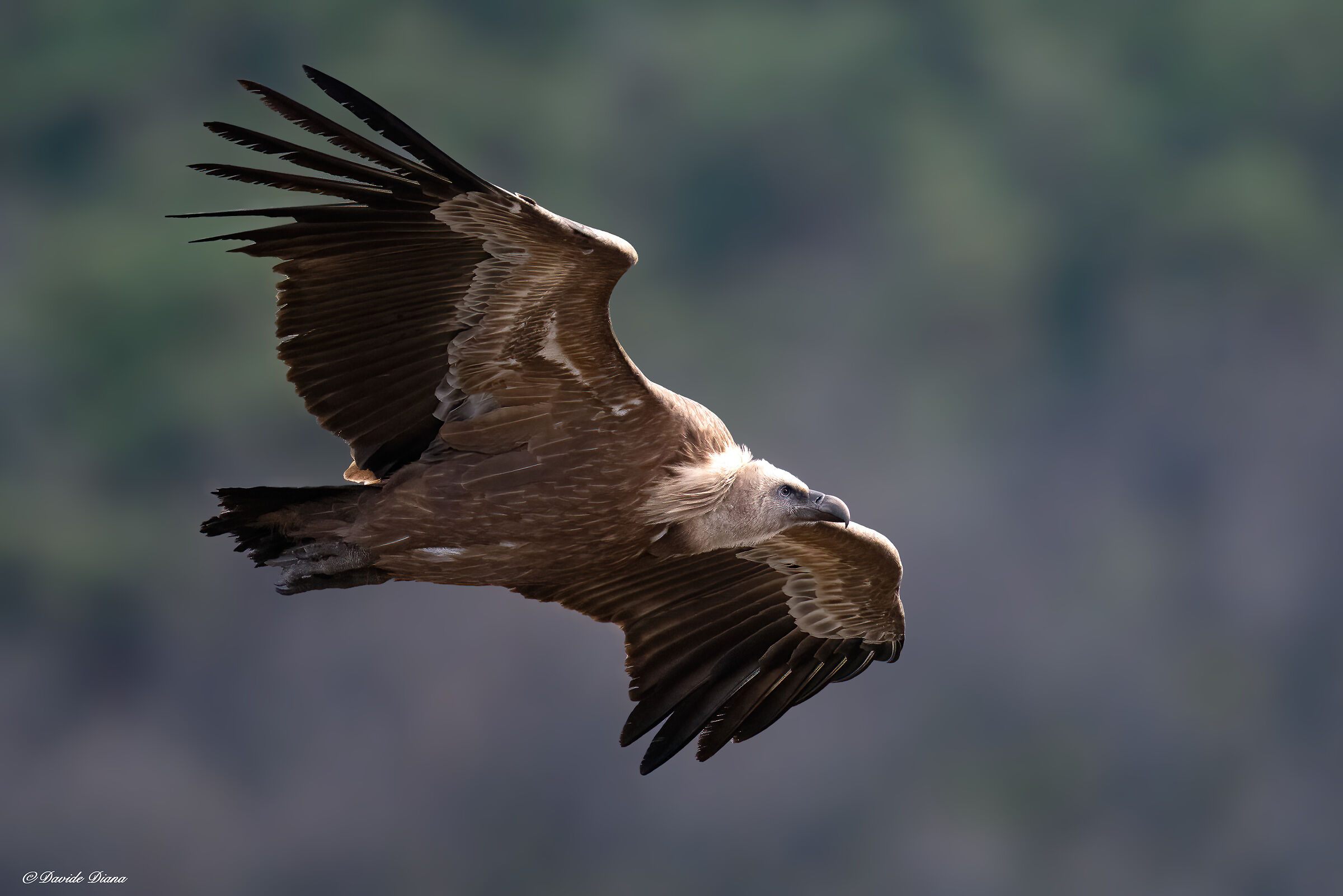 Griffon vulture - Gorges du Verdon