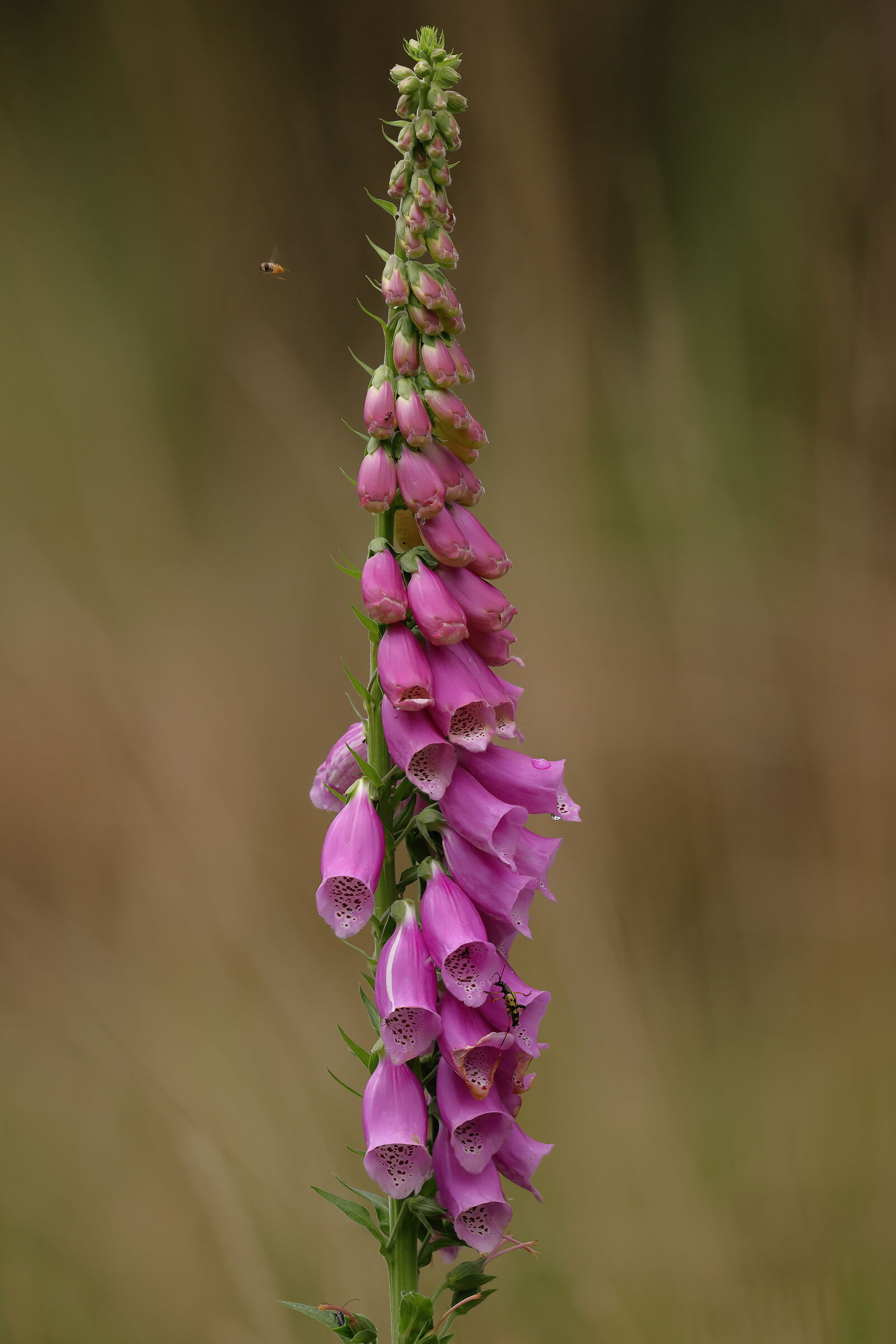 Digitalis purpurea