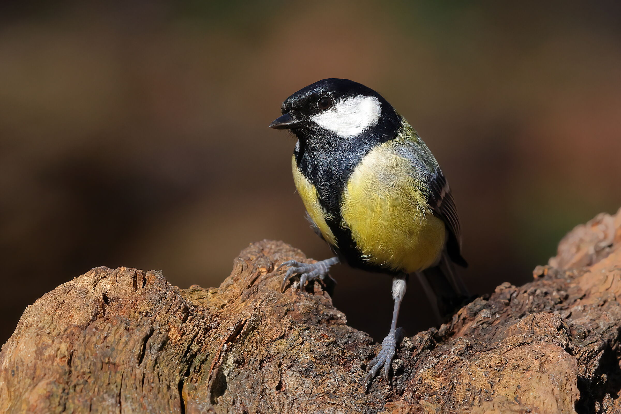 Beauties of the undergrowth