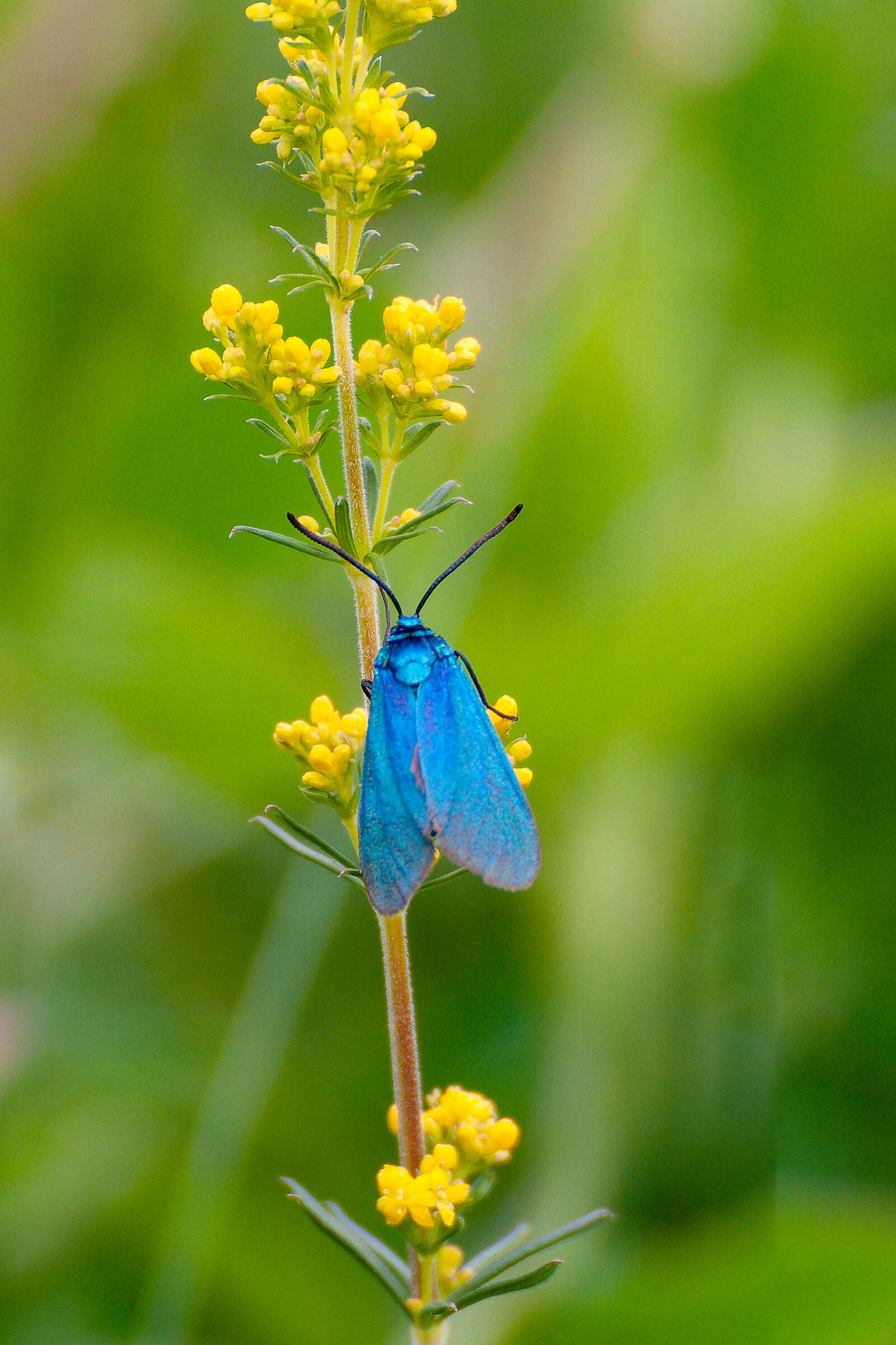 Blue moth on Galium verum
