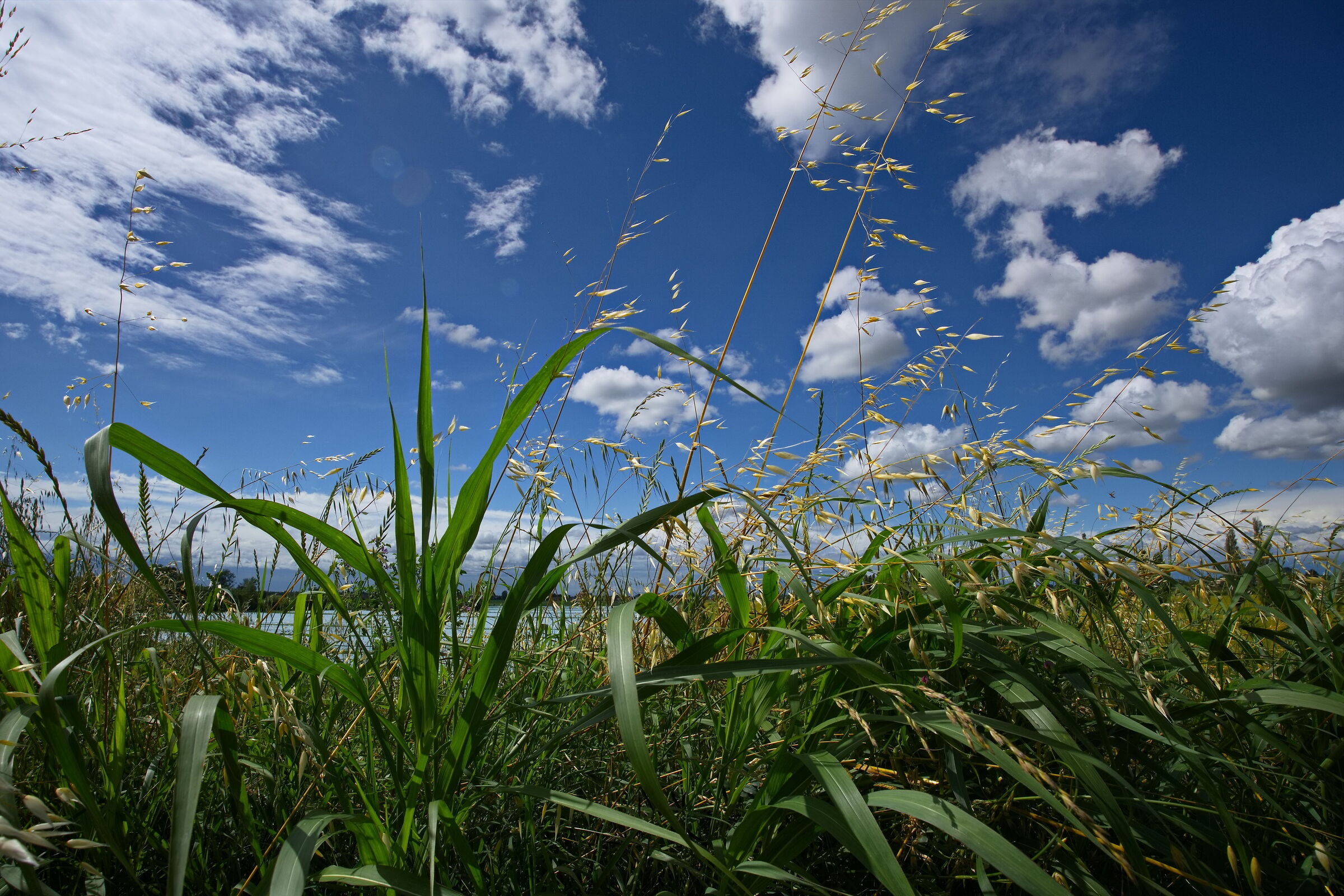 Between blades of grass