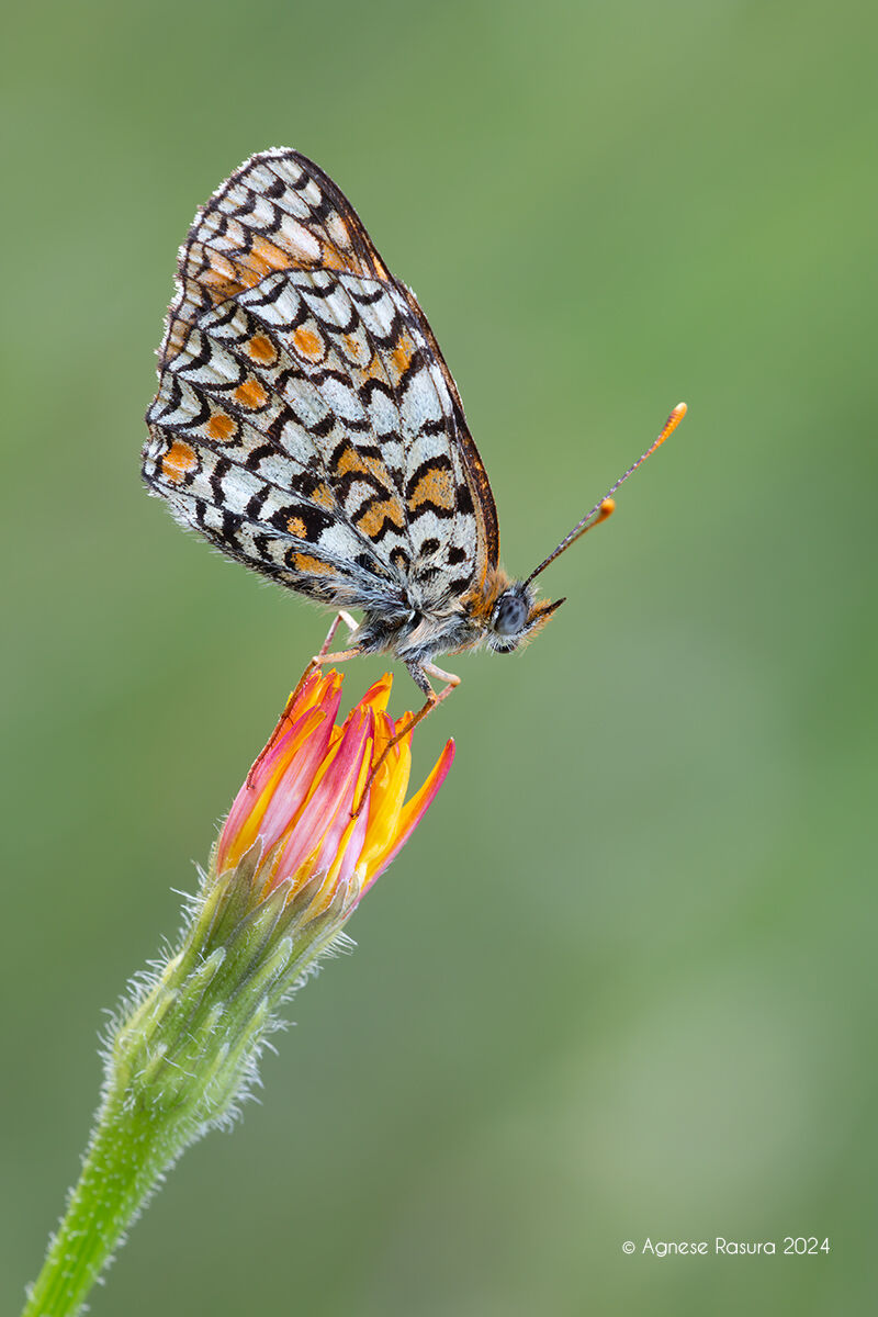 Melitaea phoebe