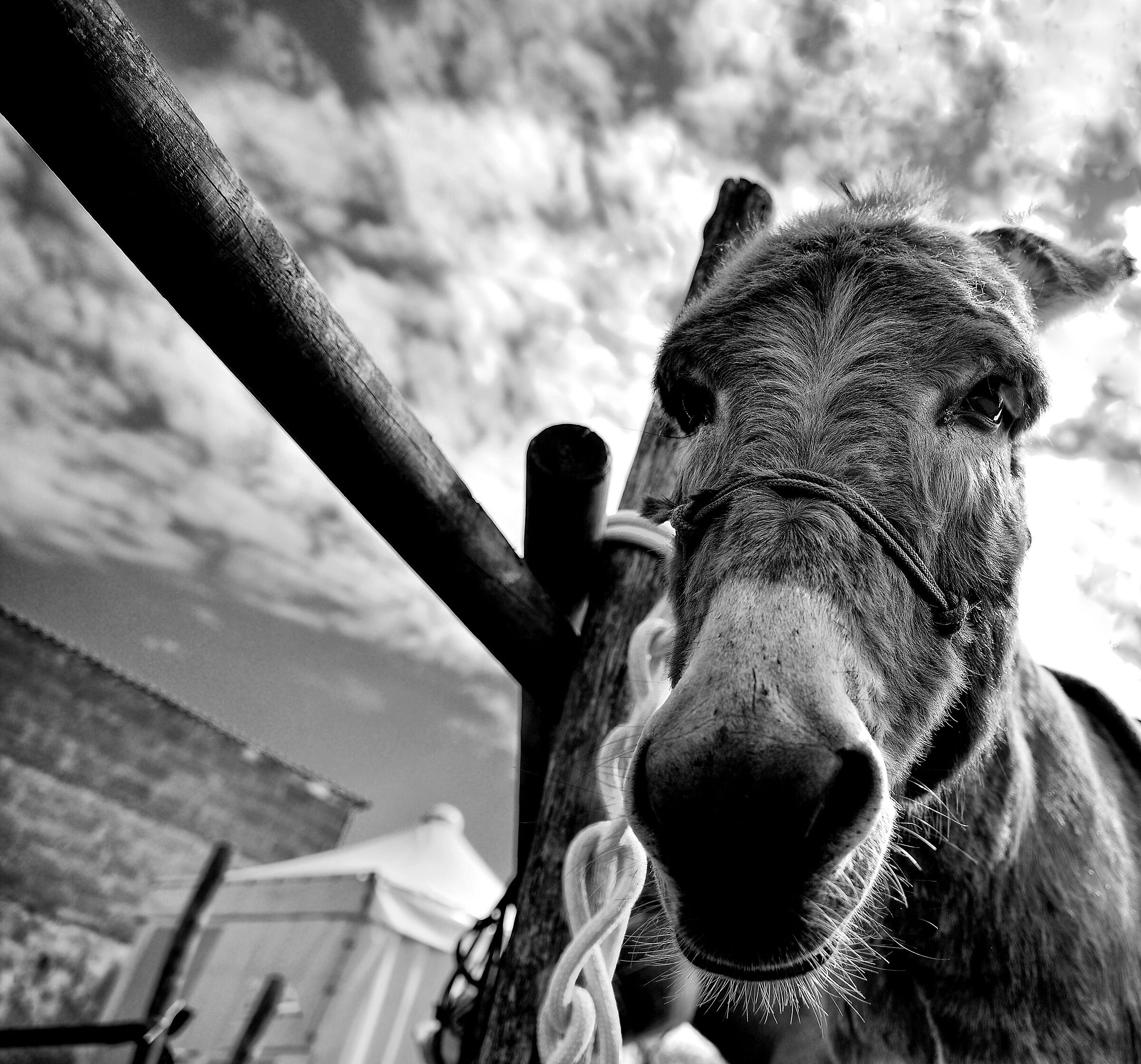 Pinocchio in Toyland