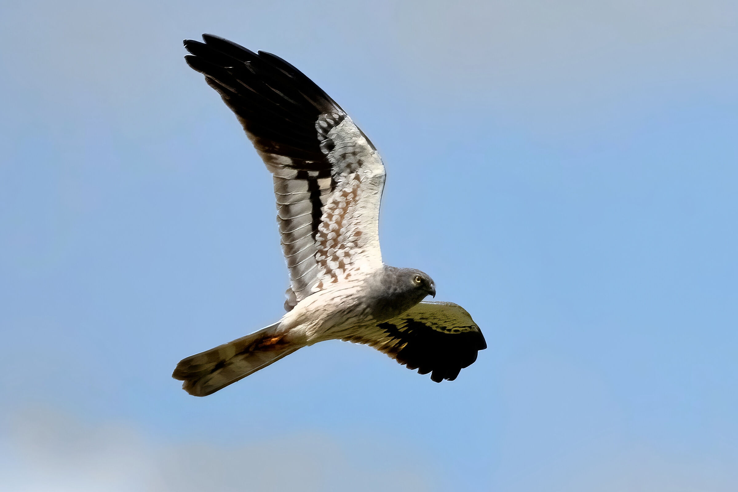 Hen harrier (Circus pygargus) - male